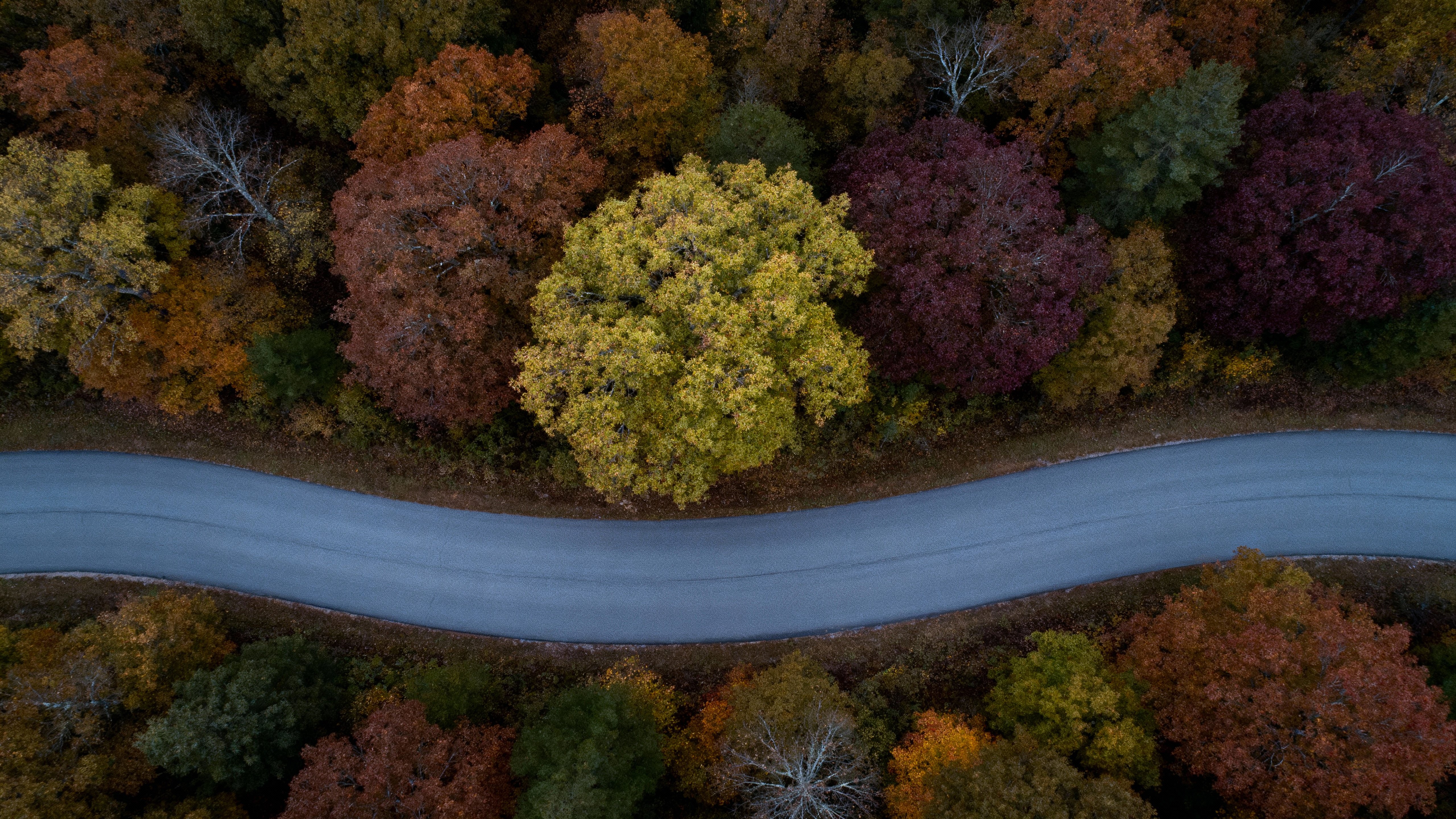 Top-down aerial view of a winding S-curve road through mosaic hardwood canopy, crowns from chartreuse (#7FFF00) to copper (#B87333) and deep wine (#5B0320), with a slate-gray road (#708090) and cool overcast tonality.