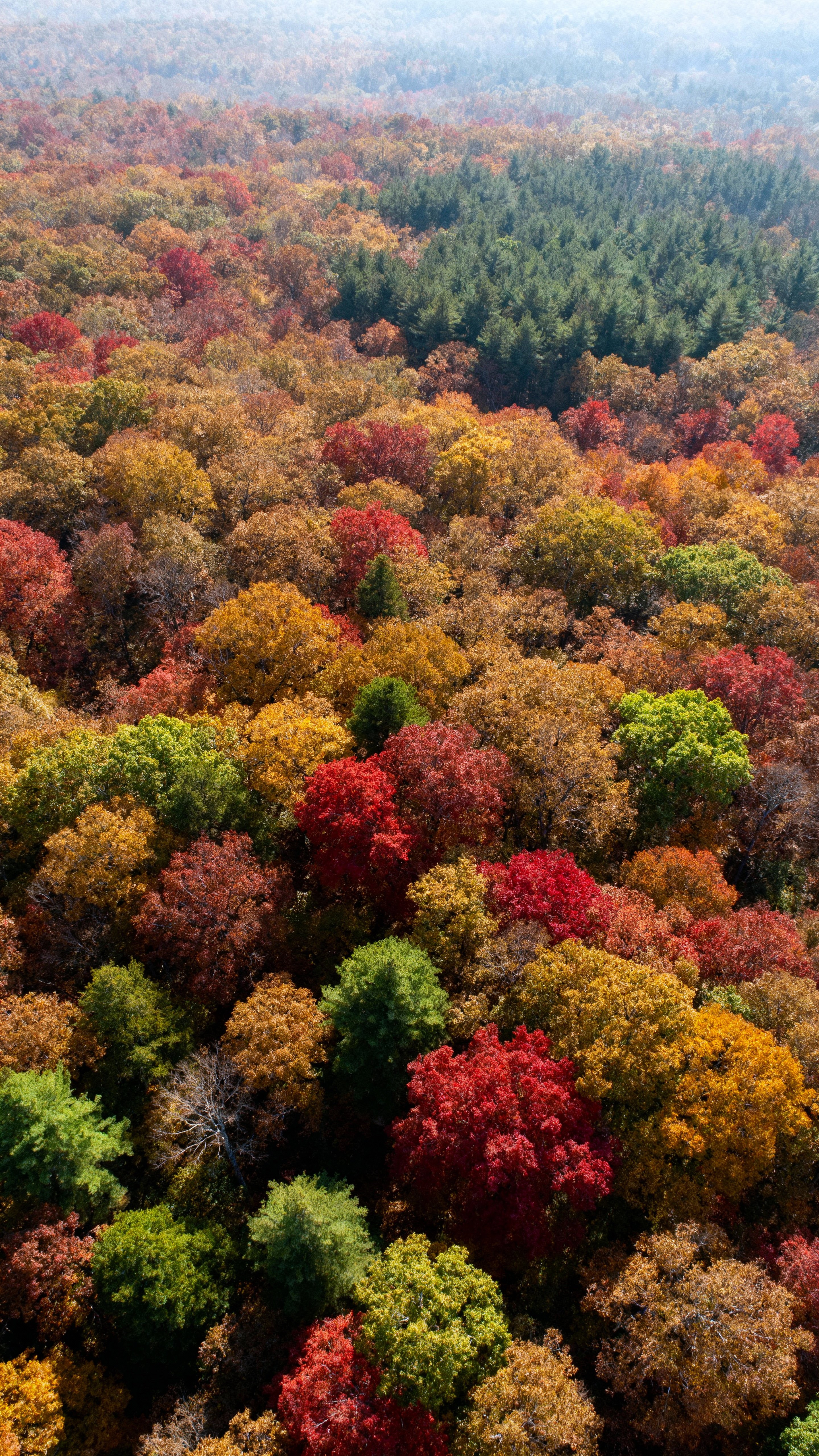 Top-down aerial view of a mixed hardwood forest in peak color, a patchwork of crimson #B22222, saffron #F4C430, lime #32CD32 and evergreen #05472A under crisp noon light with subtle dehaze and a top gradient vignette for icons.