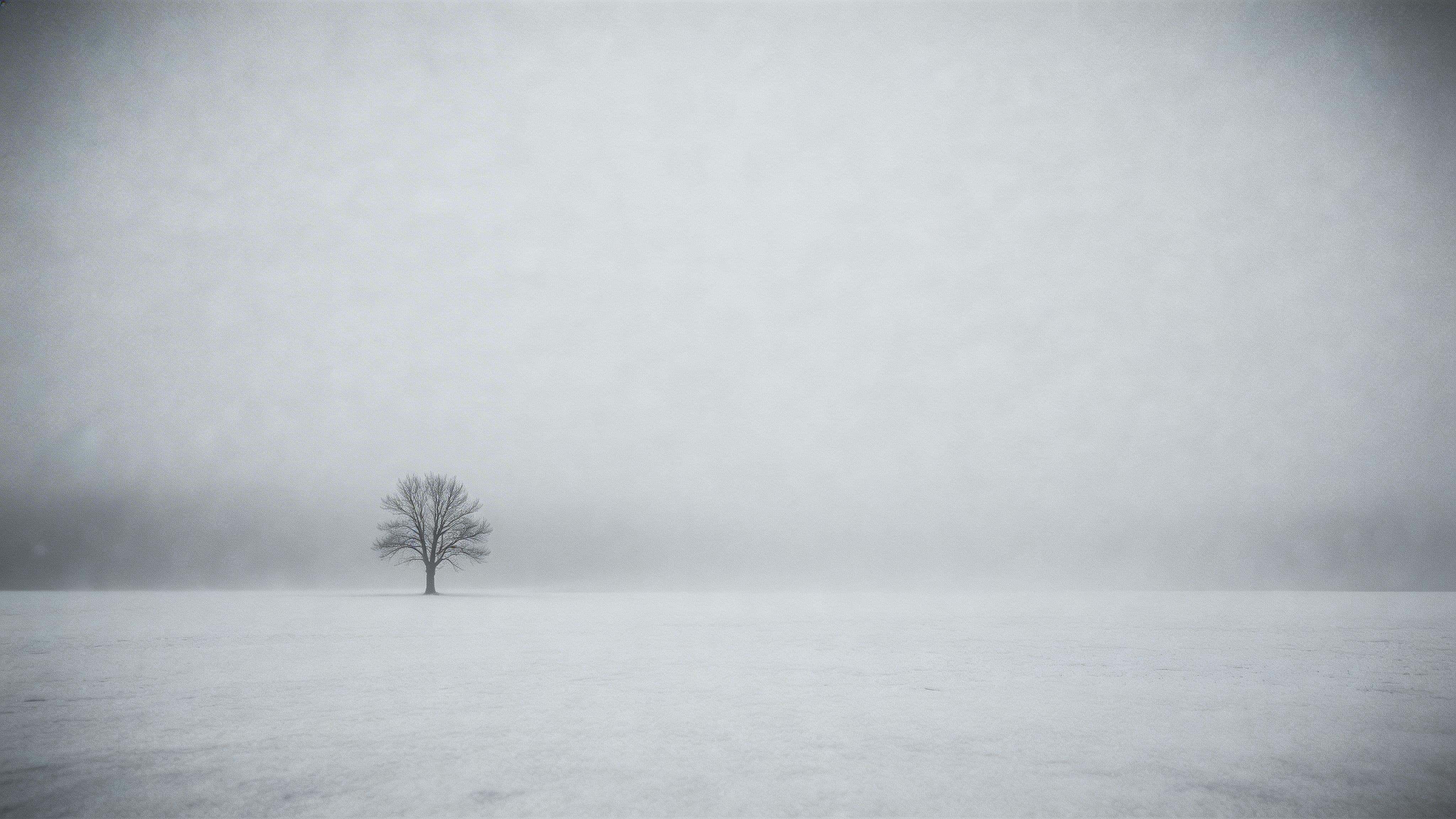 A minimal 16:9 cinematic winter landscape showing a single bare tree off-center in a foggy flat field, quiet and still with restrained monochrome tones.
