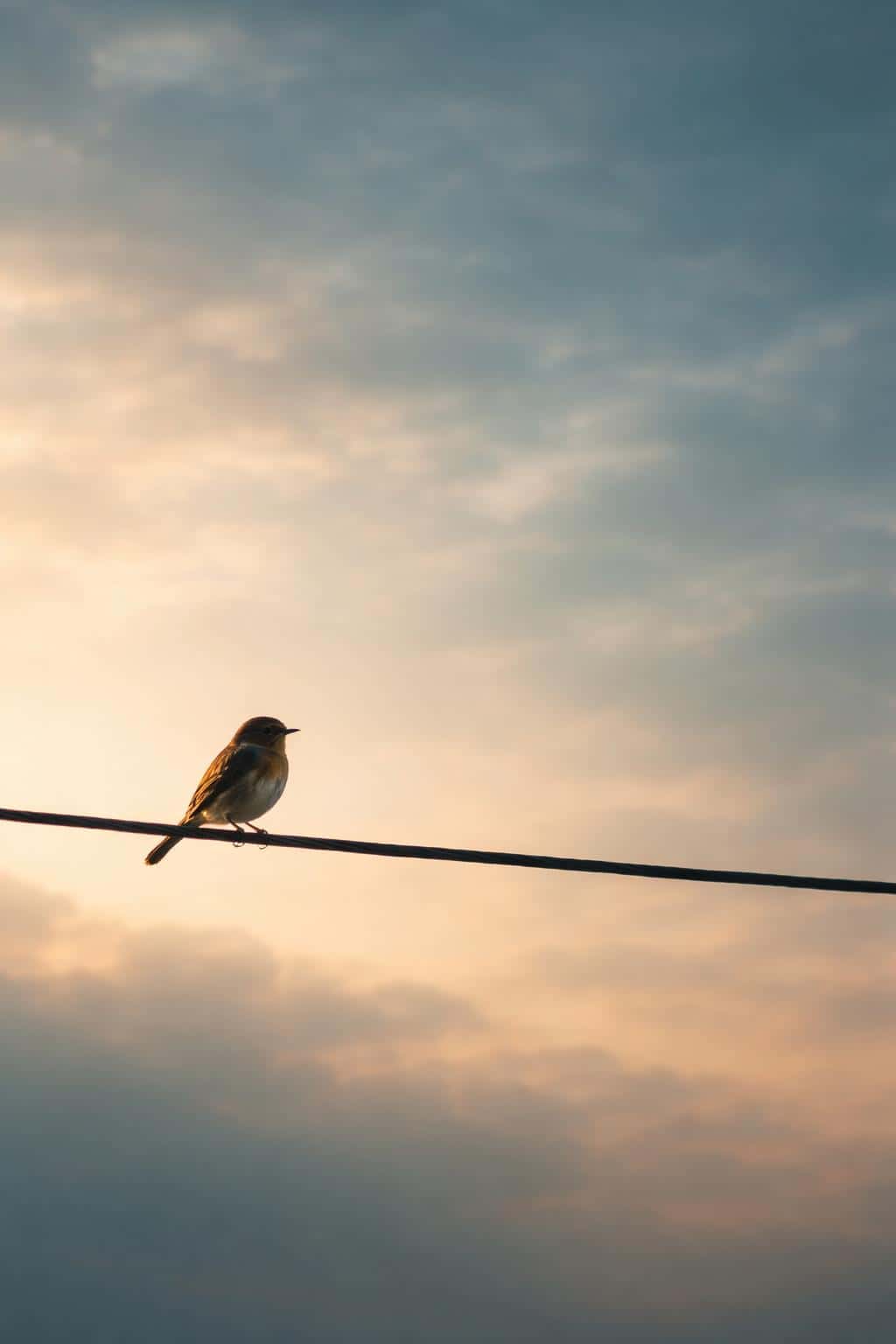A minimalist wildlife photograph of a lone bird perched on an electric wire, framed as a 2:3 poster with dramatic sky and generous negative space for graphic use.