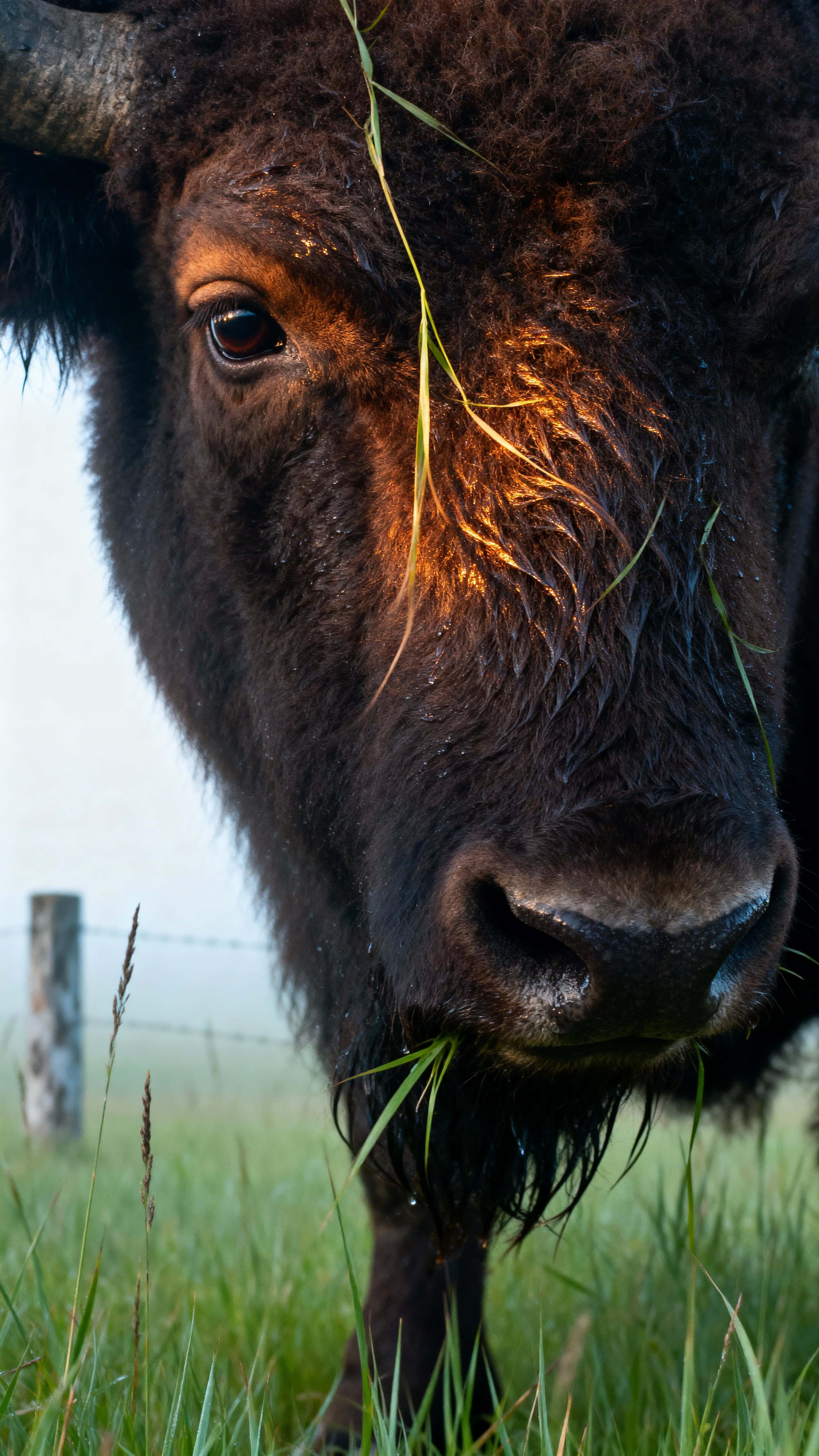 A bison's massive head emerges from tall prairie grass under a cool green haze, blades brushing the forehead and nose to imply motion while muted highlights reveal coarse fur texture for a bold natural wallpaper composition.