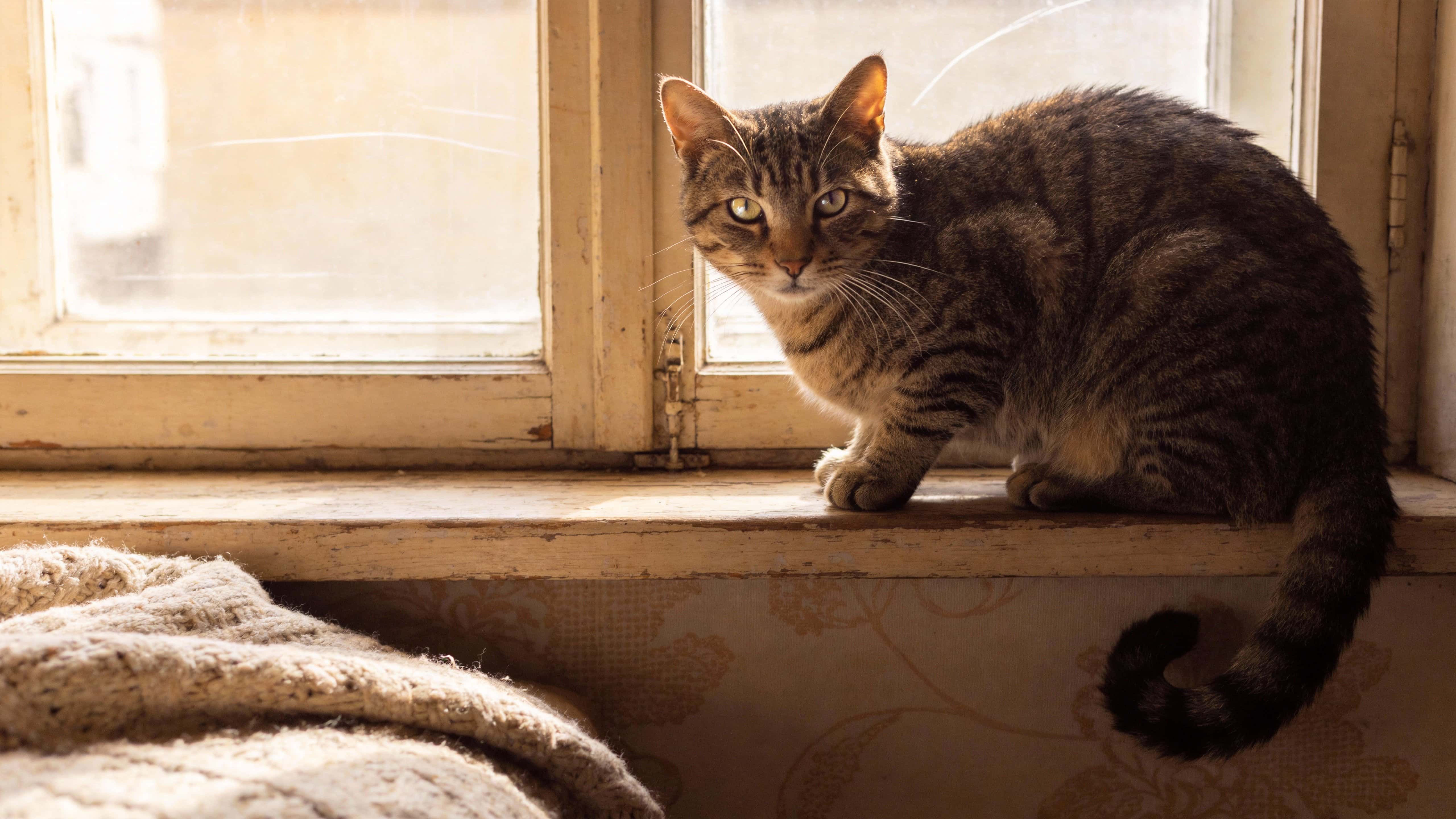 A serene pet-photography image of a cat on a sunlit windowsill composed for 16:9 wallpaper, with warm window light, soft bokeh, and natural indoor textures.