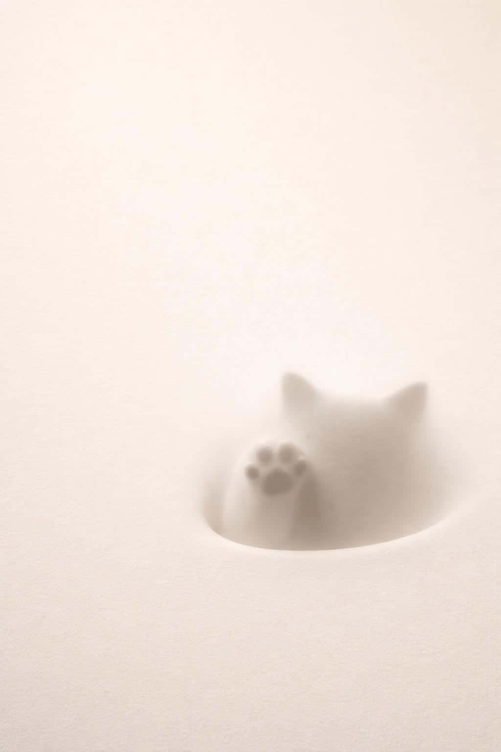 Portrait 2:3 composition of a pale warm gradient with fine texture, leaving the upper area calm and an implied rounded cutout in the lower-third showing a crisp cat paw shadow.