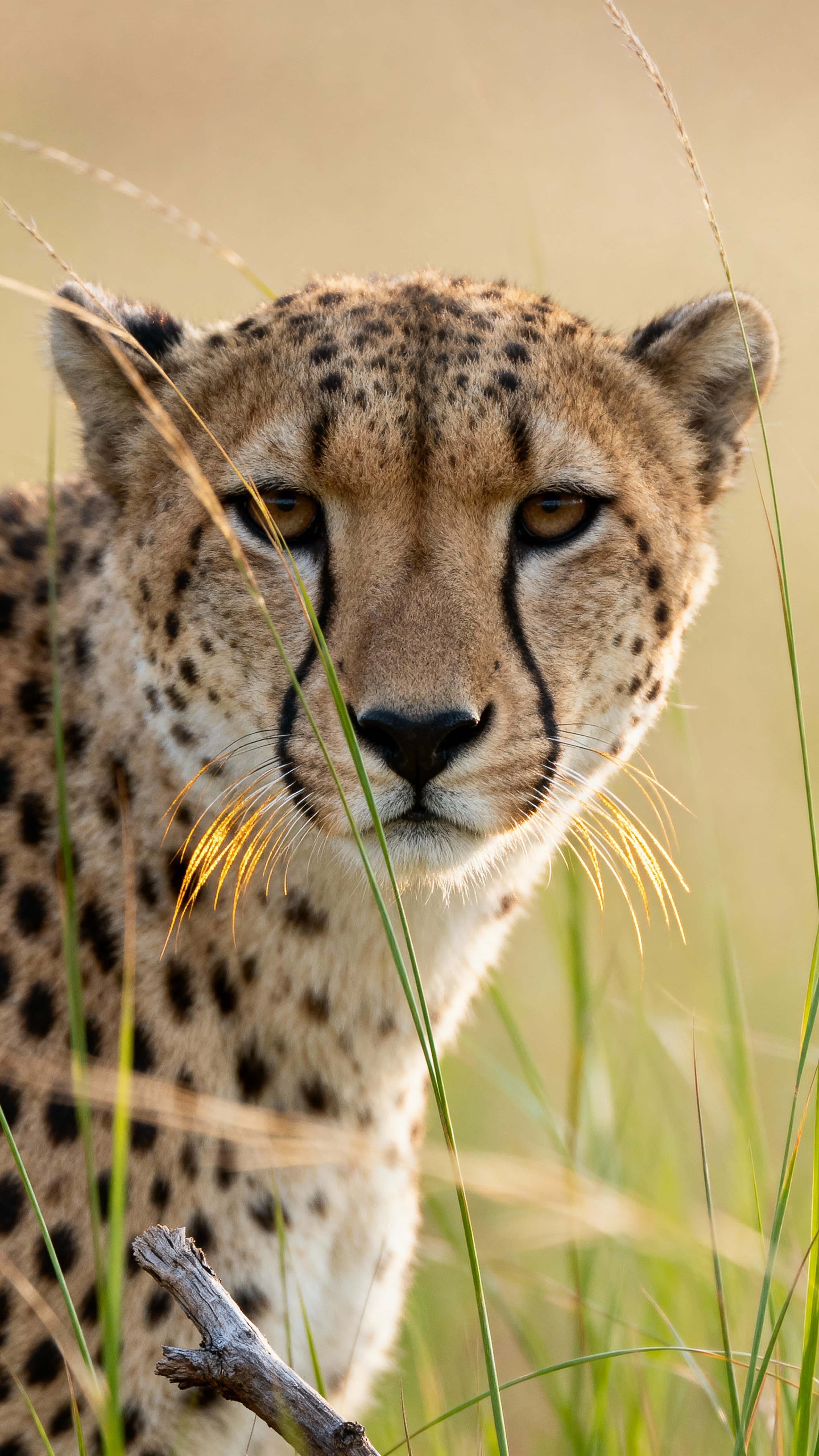A cheetah's head peeks from tall savanna grass with a warm green haze at ground level, soft diffused light accentuating fur detail and focused eyes for a tranquil, striking wallpaper scene.