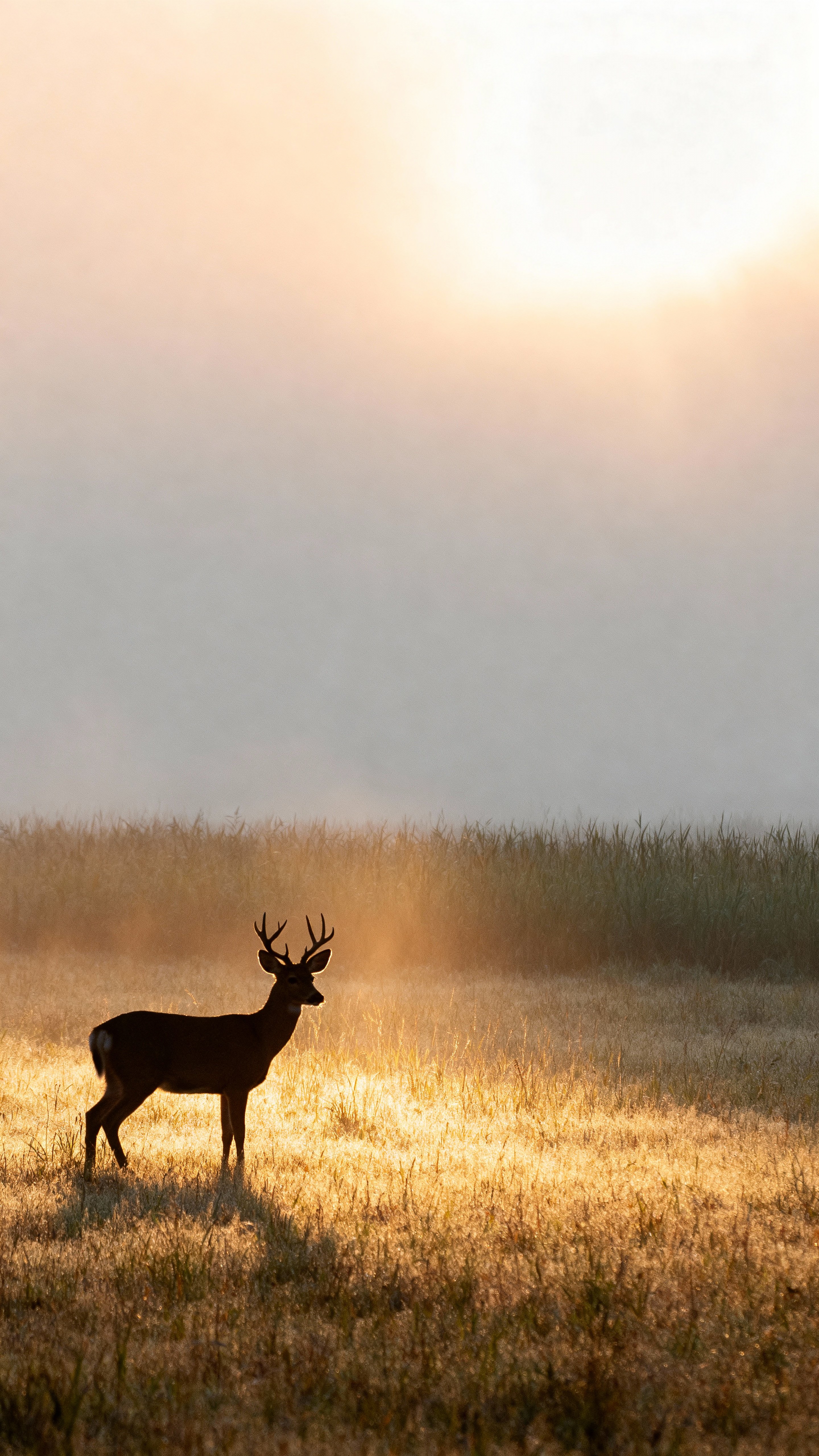 Silhouette of a whitetail deer standing in long grass in a misty field at sunrise, golden honey and pale-peach rays backlighting sage-gray haze, soft grain and subtle vignette.