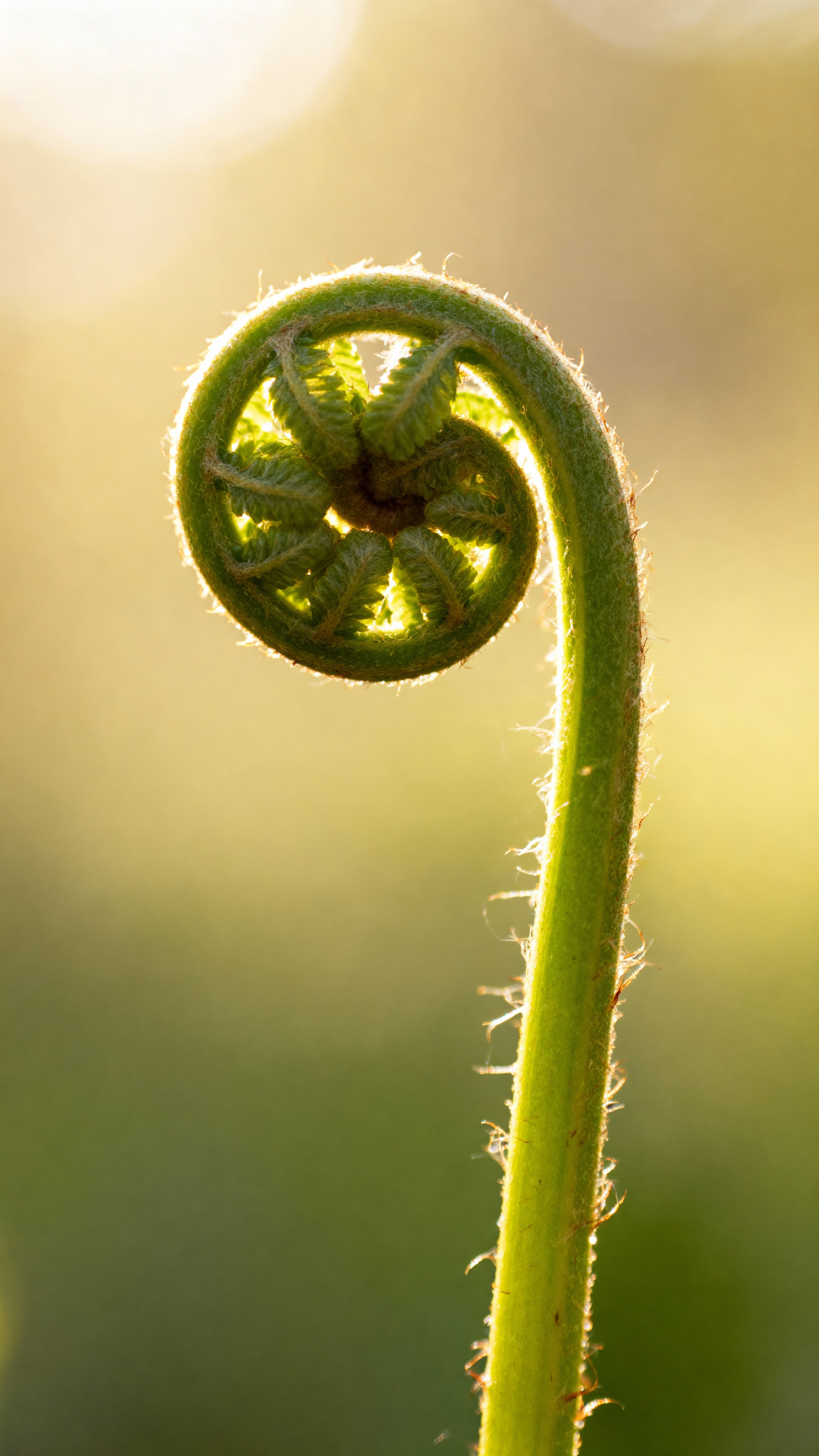 Close-up macro of a young fern fiddlehead with delicate hairs and graceful curves, soft fern green (#7FC77F), pale mint (#A8D6A3) and creamy ivory (#FFF5E0) in warm morning glow, shallow depth of field and vertical framing for phone display