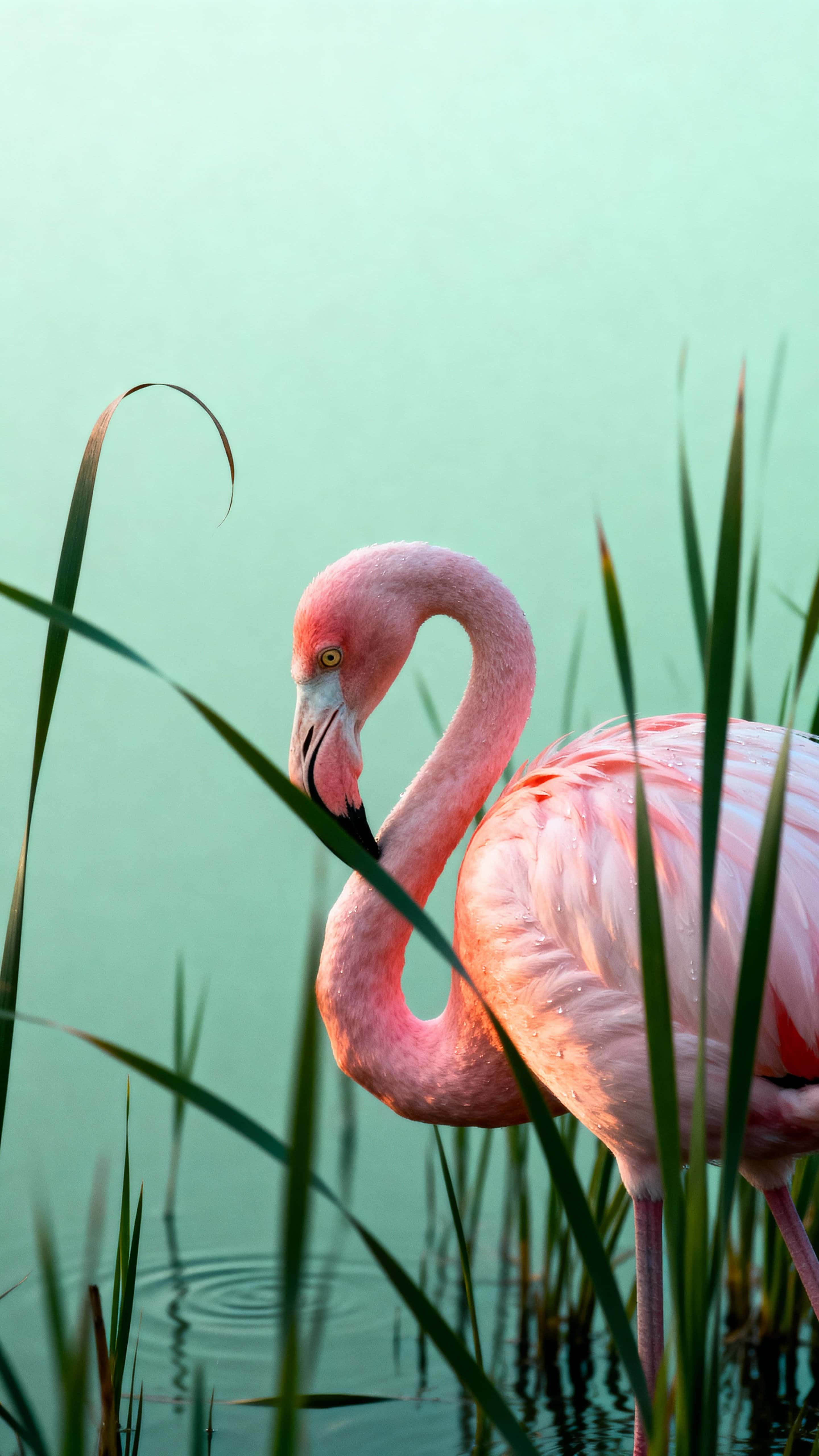 A solitary flamingo stands with head lowered among tall wetland grass, softened by a pale green atmospheric haze and lit so warm pink plumage reads against muted greenery.