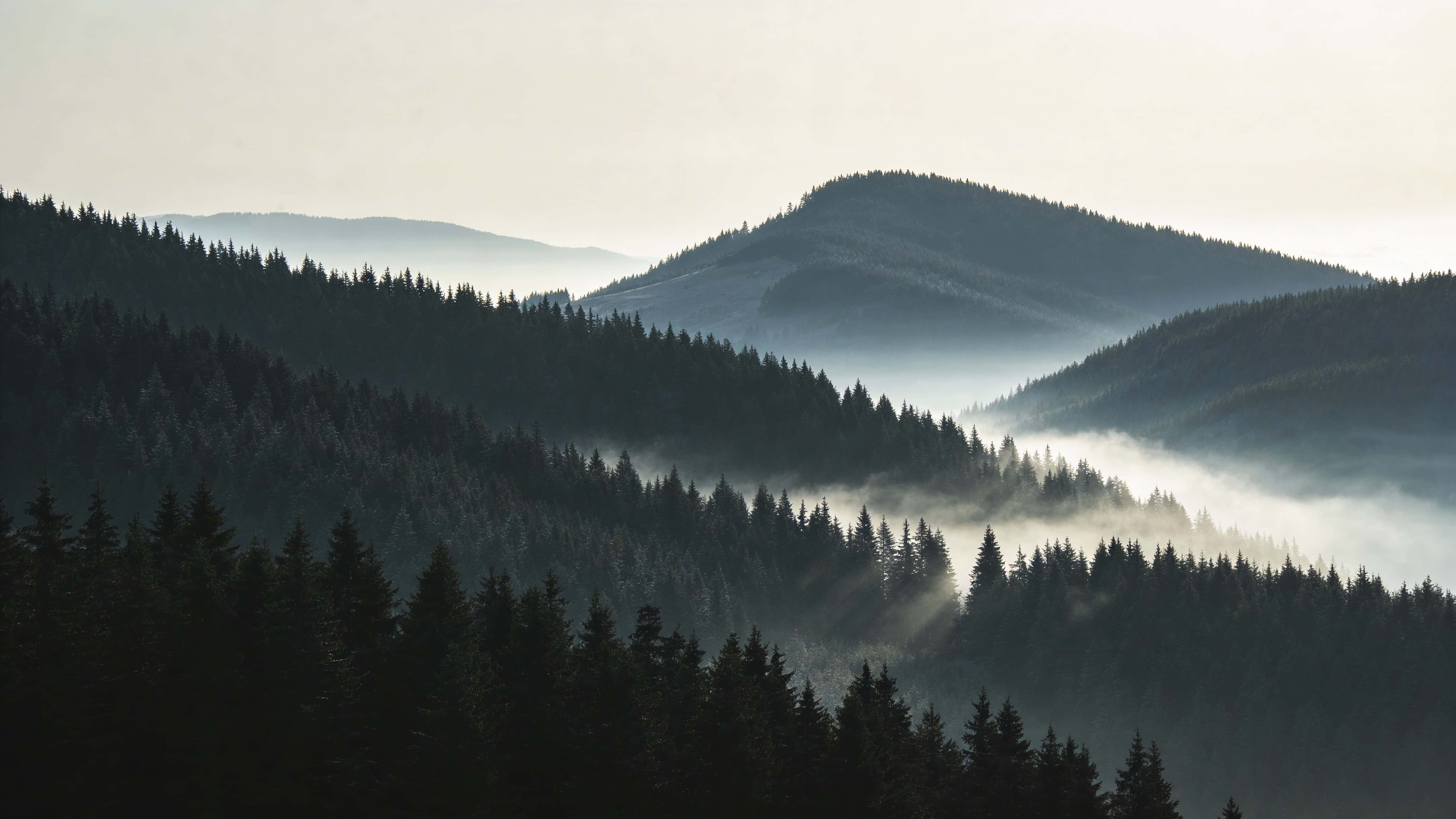 Wide 16:9 landscape photography of low fog rolling over pine-covered hills, soft layered depth and muted greens for a moody wallpaper composition.