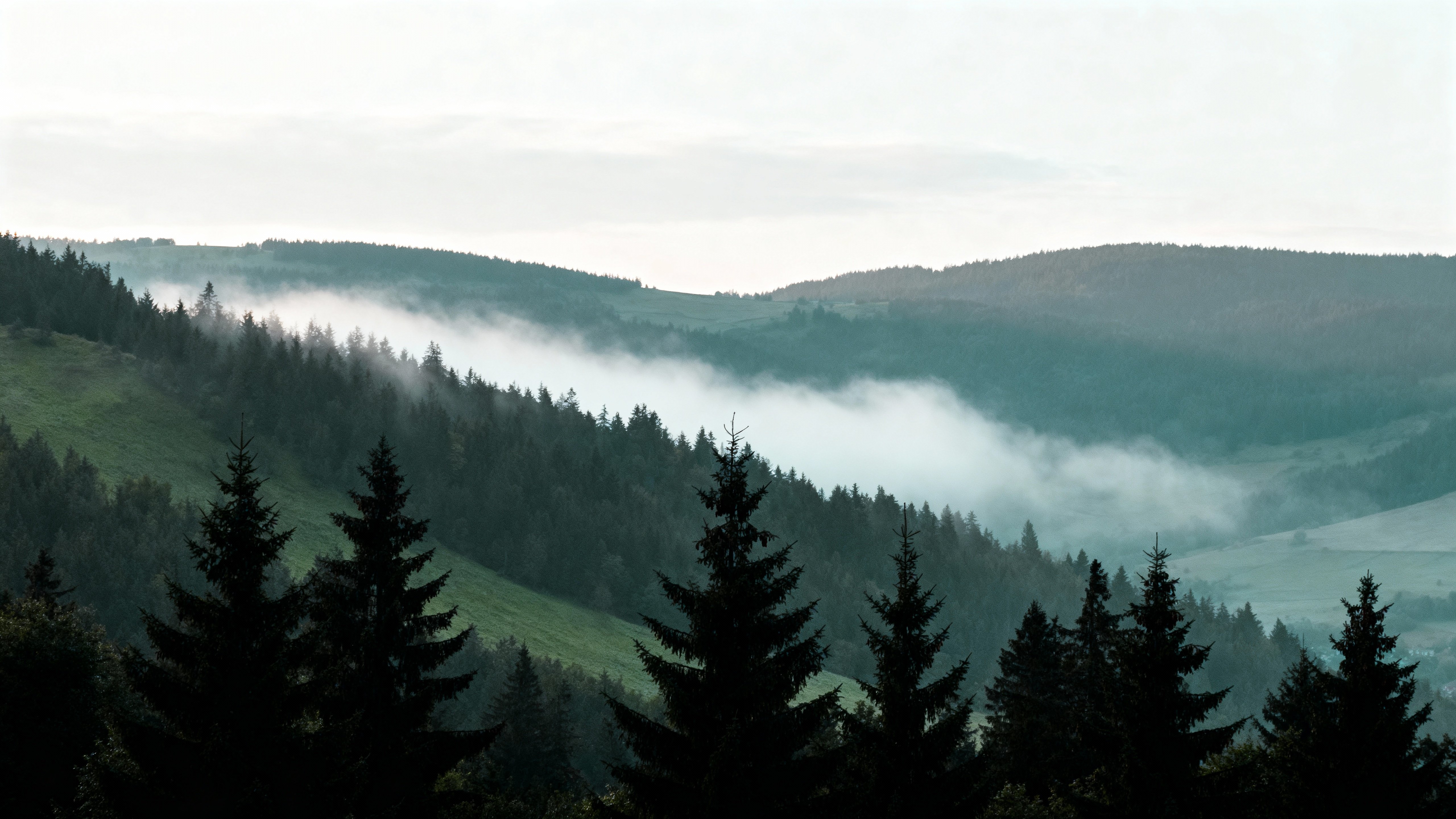 A high-vantage panoramic of fog drifting over layered pine ridges at daybreak, with charcoal silhouettes and slate, moss and fog-gray tones, soft-ivory sky and airy grain.