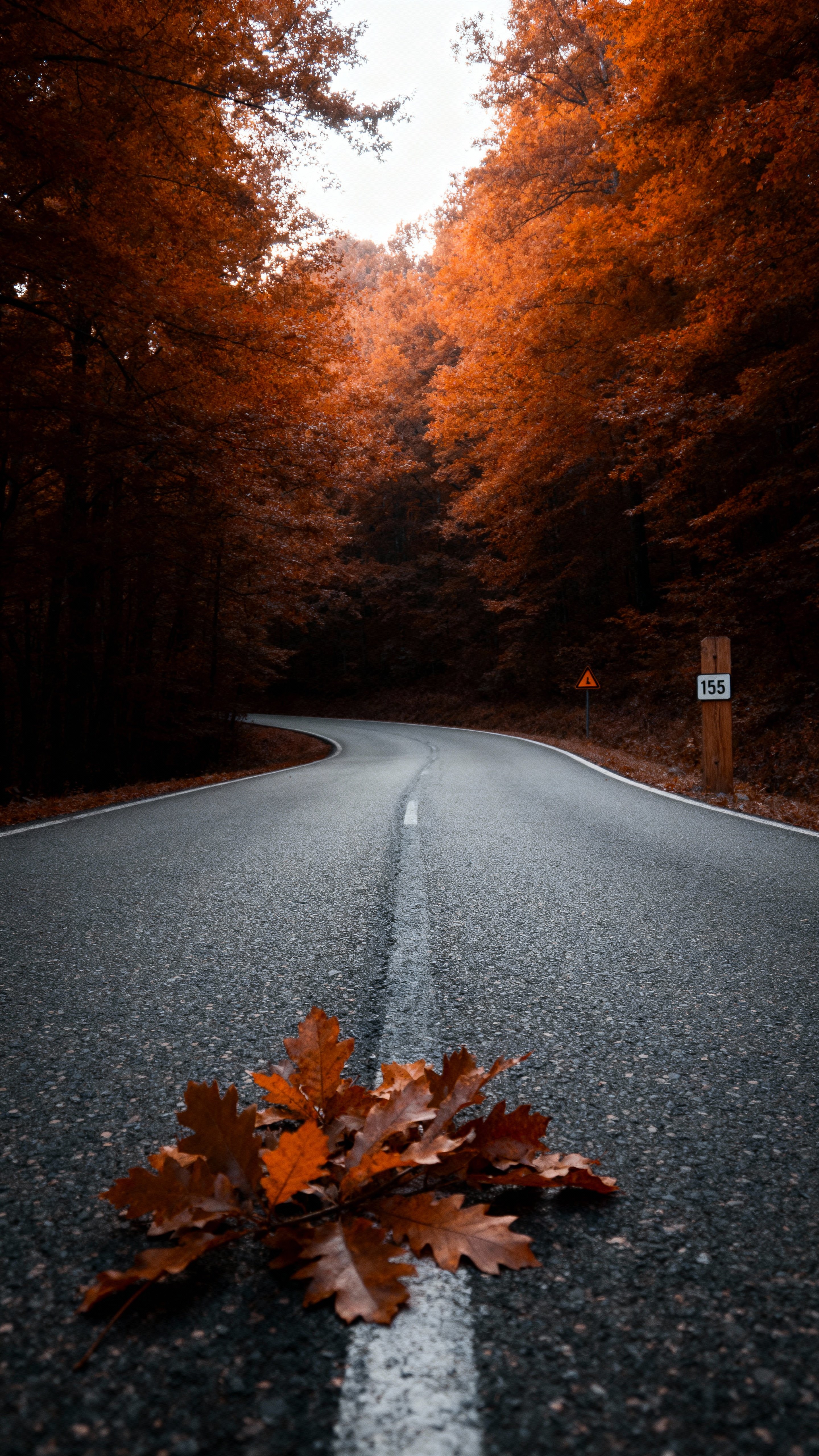 A vertical-framed forest road curves into blazing deep-orange canopy over cool-slate-gray asphalt, with layered mid-distance depth, muted-green understory, a weathered wooden mile marker and small caution sign.