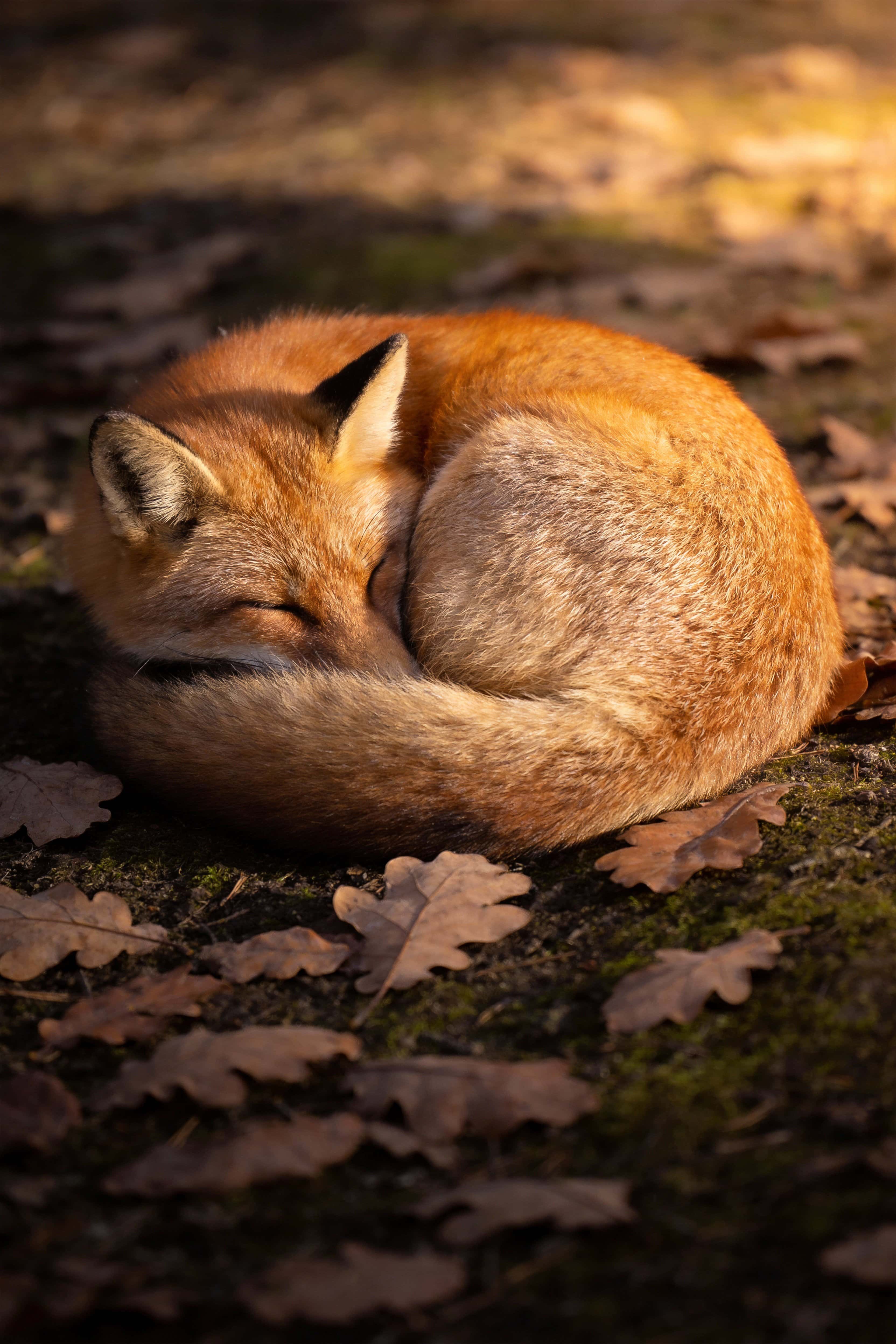 Portrait-format wildlife photograph of a sleeping fox curled into a tight ball on a forest floor, warm side light and soft background blur for a poster-cover image.