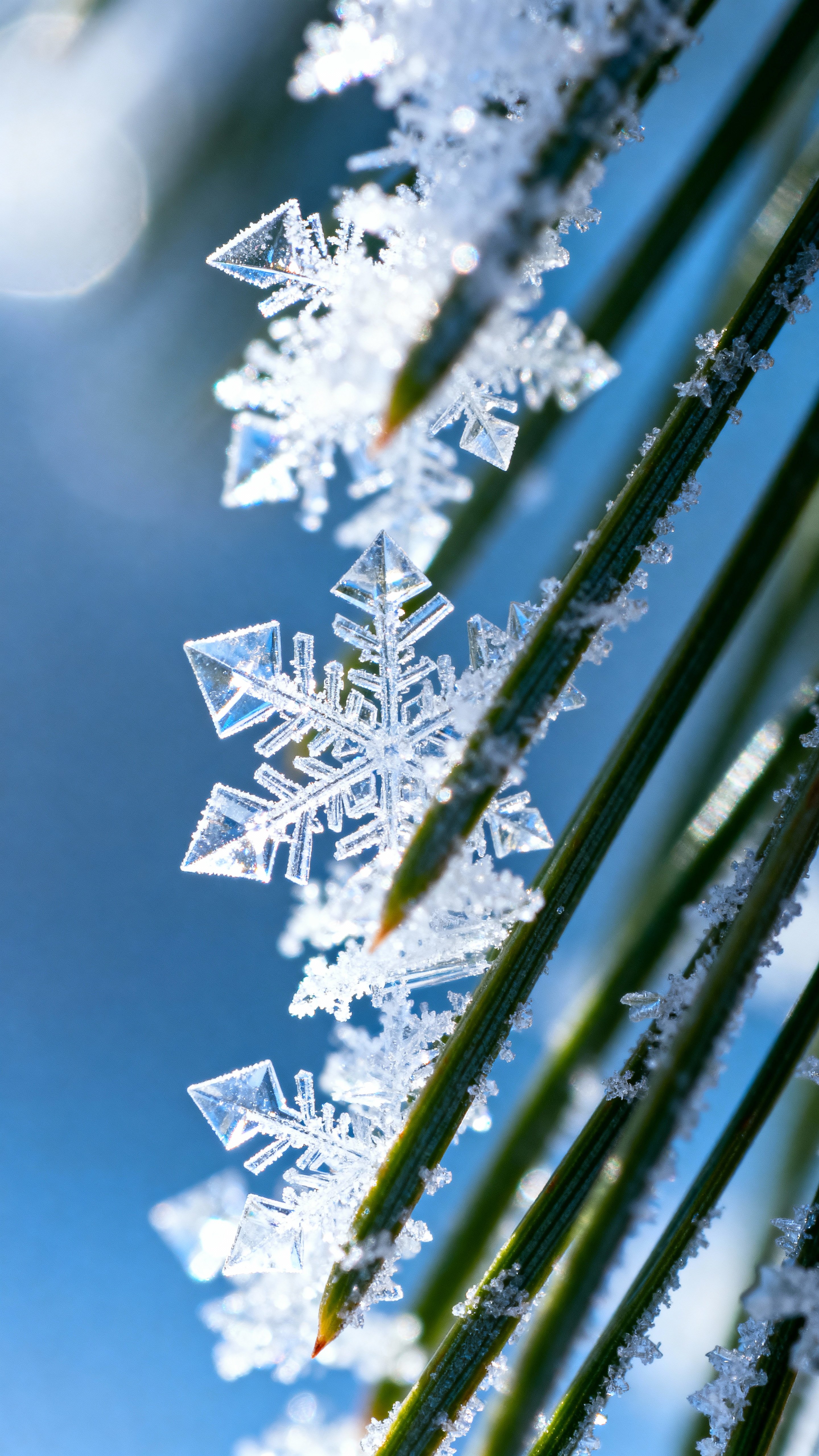 Macro photo of frost crystals on a pine needle, sharp facets sparkling in icy blue (#A8D8FF) and deep navy (#0B3D91) with white highlights (#FFFFFF) and subtle pine green (#2F8B4D), high-contrast vertical composition for mobile.