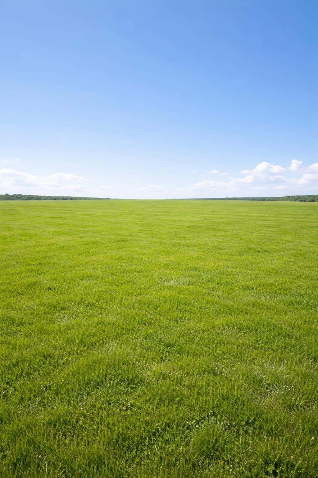 Wide open green field beneath a clear blue sky, framed for a 2:3 portrait crop and photographed in clean landscape style with soft natural light and generous negative space.
