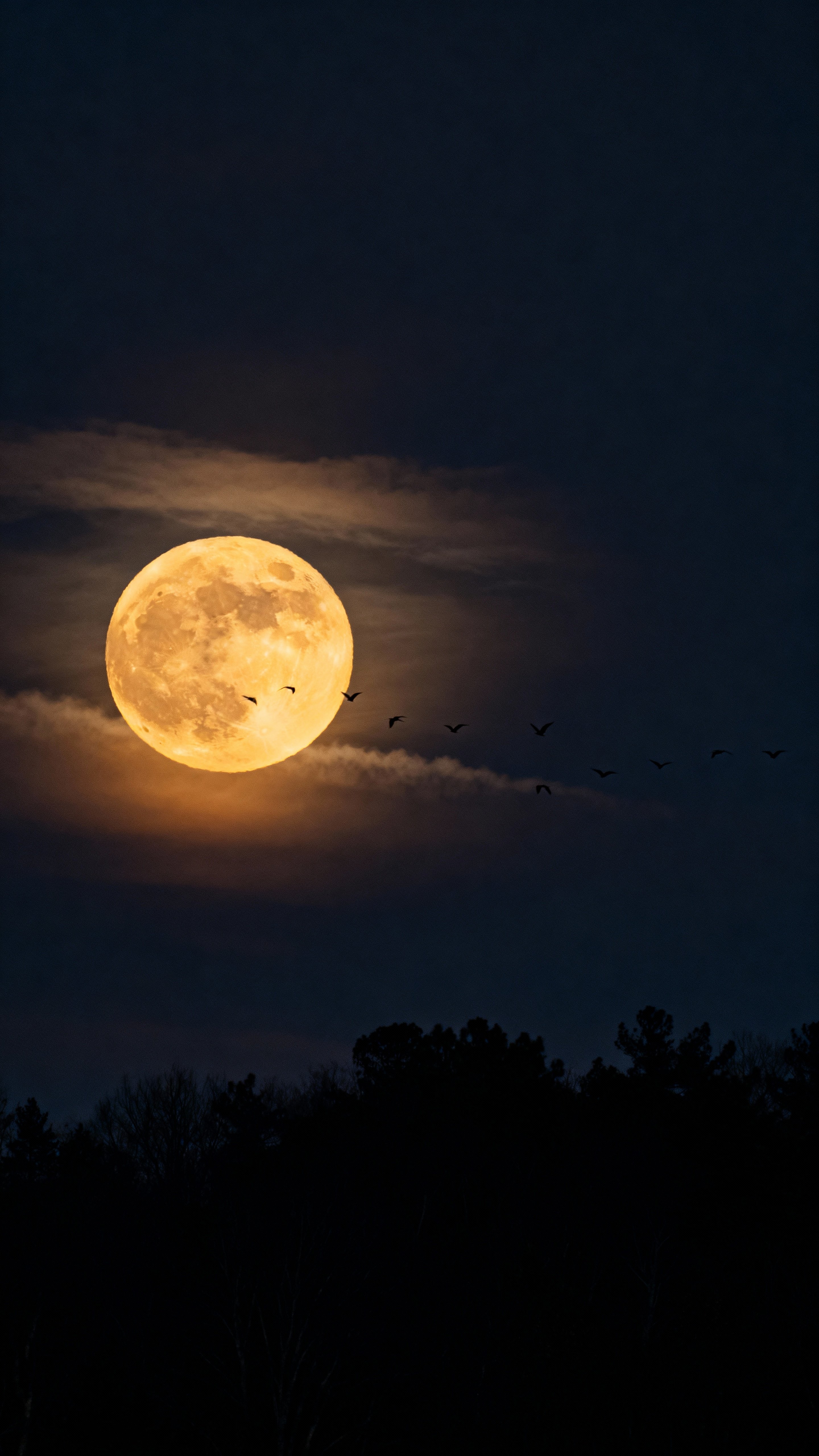 A warm harvest moon rises above a dark treeline with thin cloud wisps and faint migrating birds, framed with ample negative space and low-noise night clarity for icon placement.