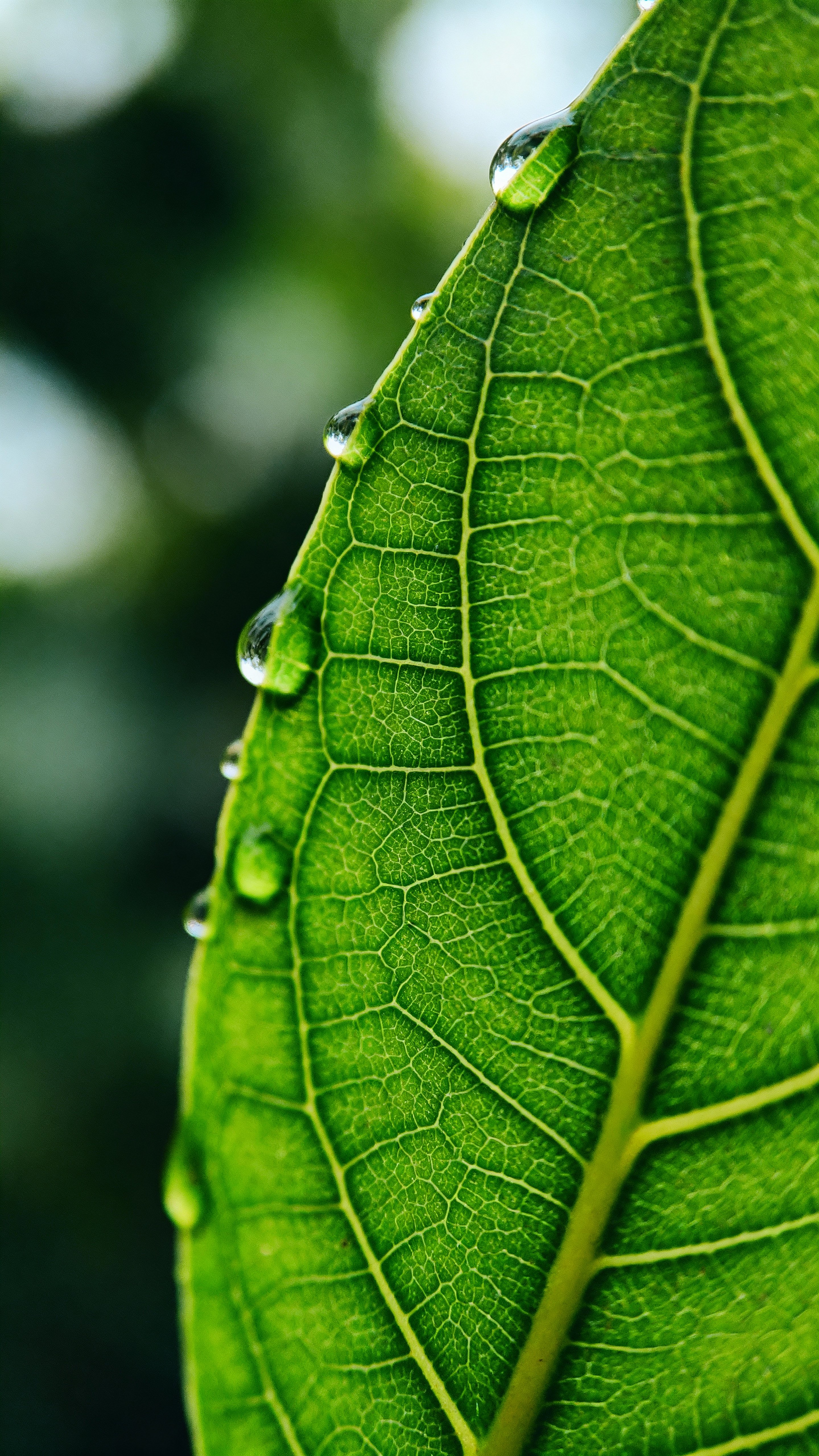 Extreme macro of a single green leaf with glistening dew drops on fractal veins, crisp focus on emerald vein patterns, mint highlights, pale-teal bokeh background and deep shadow contrast.