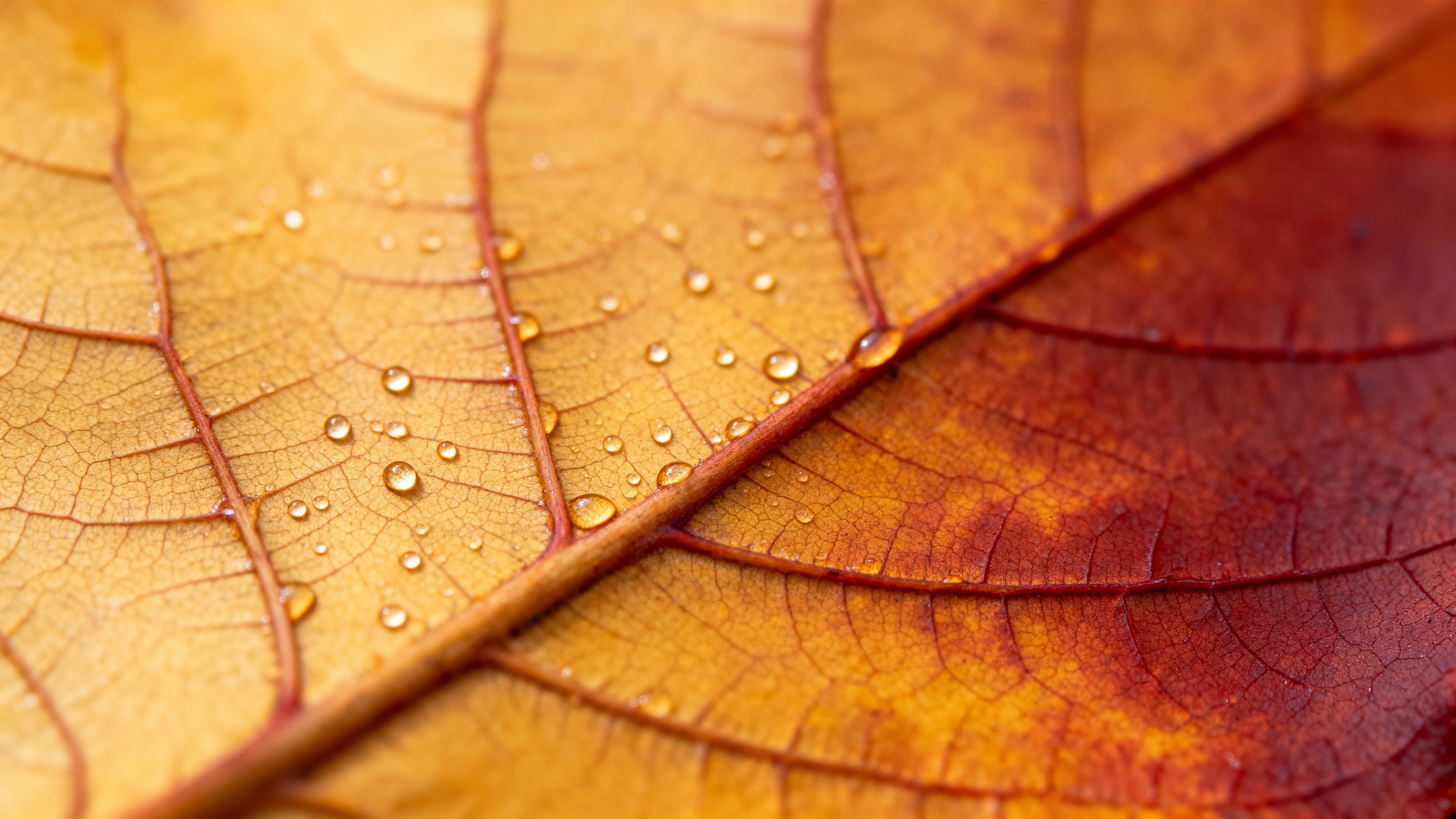 Top-down macro of a field-collected leaf with translucent amber-to-oxblood gradients, micro-beaded dew on a matte cuticle, warm golden bias and clean negative space (#D27A1A,#7A1220,#E6B85A,#2F4F2F,#F5E6D0).
