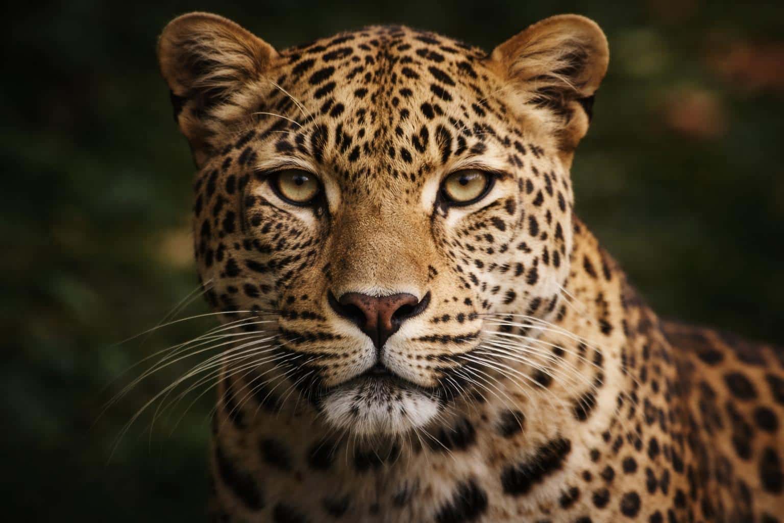 Close-up wildlife photograph of a leopard head-and-shoulders, faithfully replicating composition, tight 3:2 crop, natural rim-lit fur detail for a wallpaper or poster cover.
