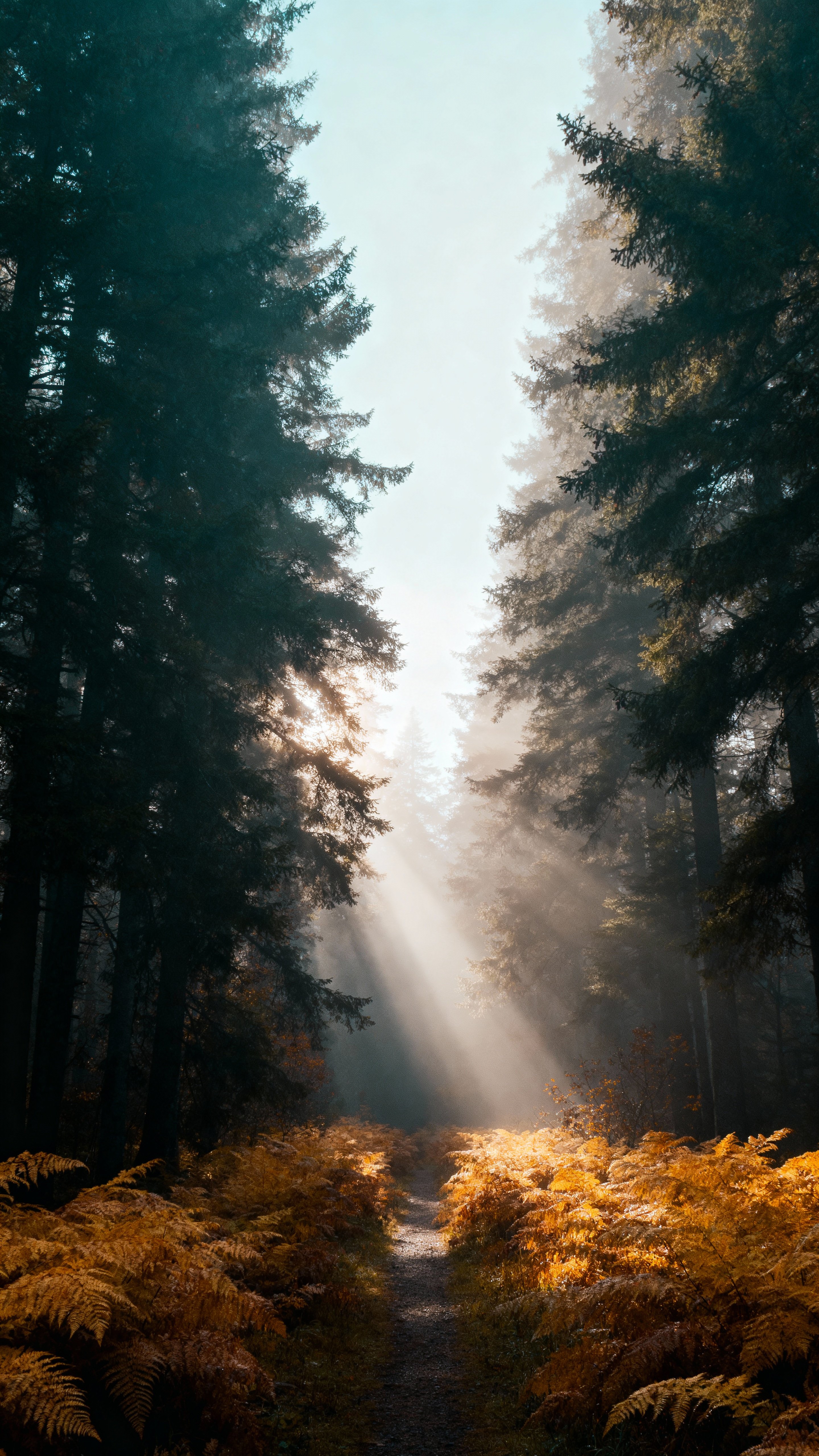 A foggy autumn forest of tall pines and golden ferns with a centered path and vertical symmetry; sunbeams cut through pale soft-gray mist, teal-green foliage and warm-gold highlights.