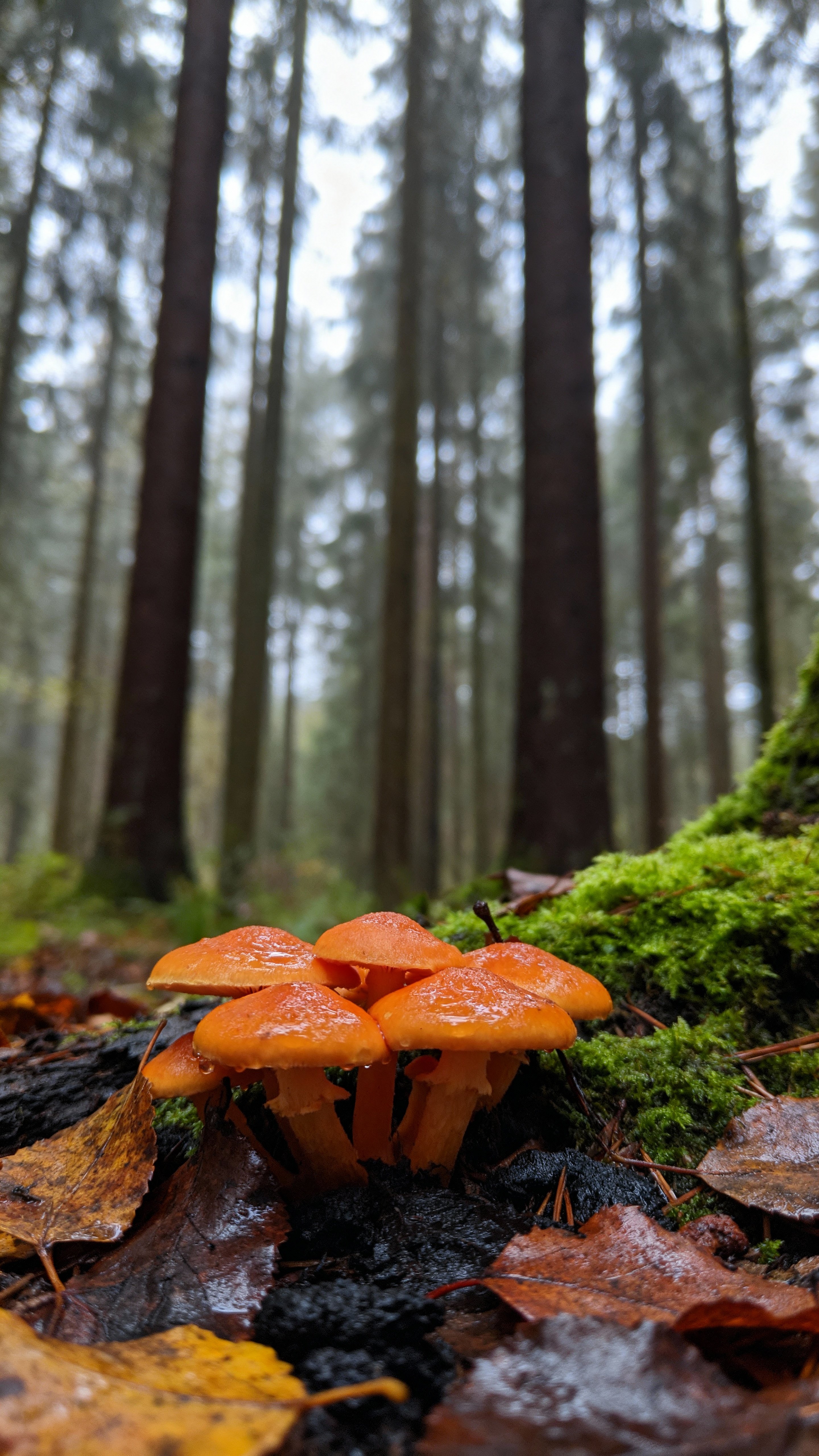 Low ground-level macro view of a cluster of tangerine mushrooms nestled in damp olive moss and umber leaves with wet-black glossy moisture, soft overcast sky and blurred trunks above, subject in the bottom third.