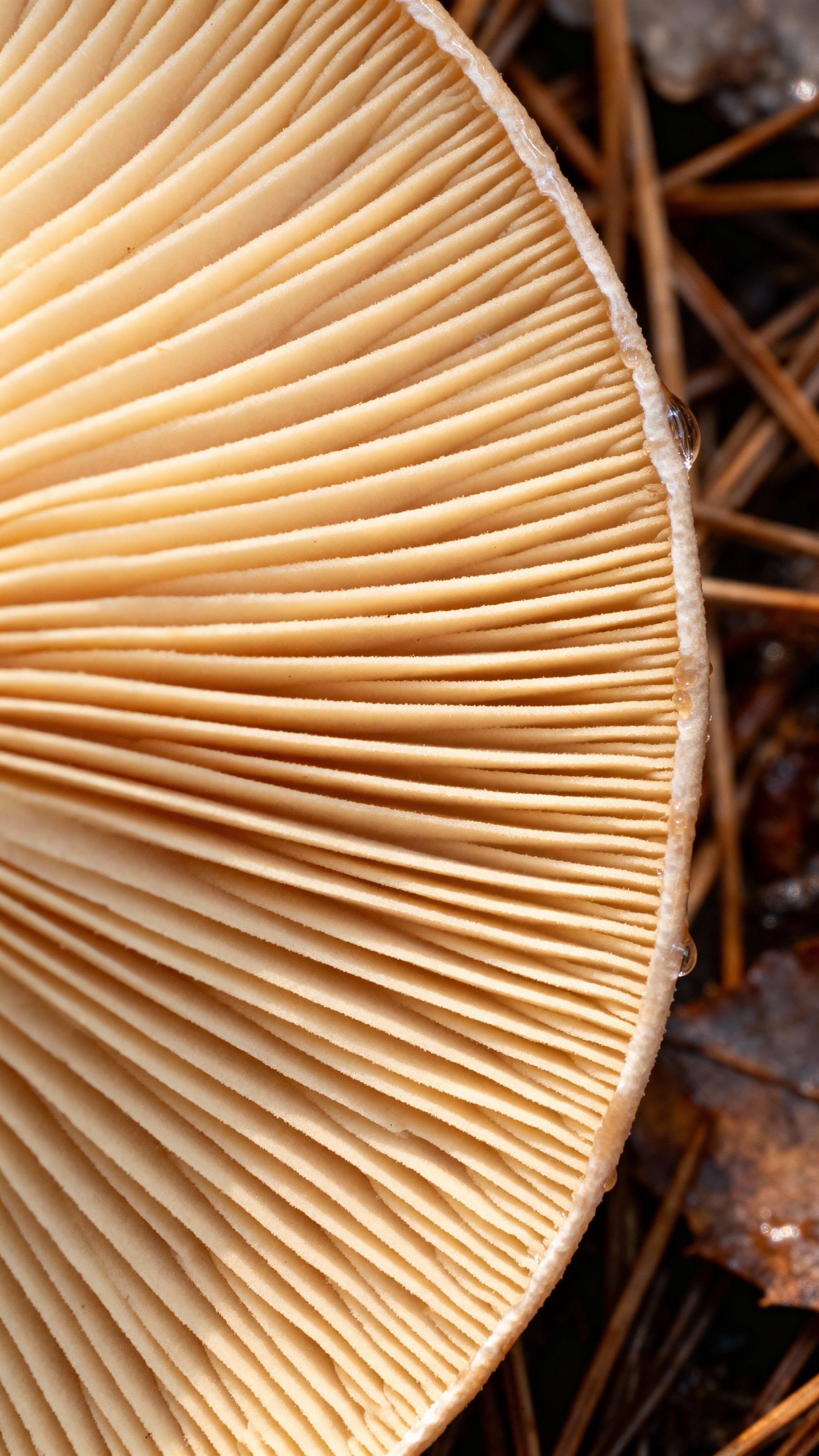 Close macro of underside mushroom gills showing suede-like cream and ochre lamellae with subtle moisture sheen, soft brown background and a hint of moss-green damp leaf.