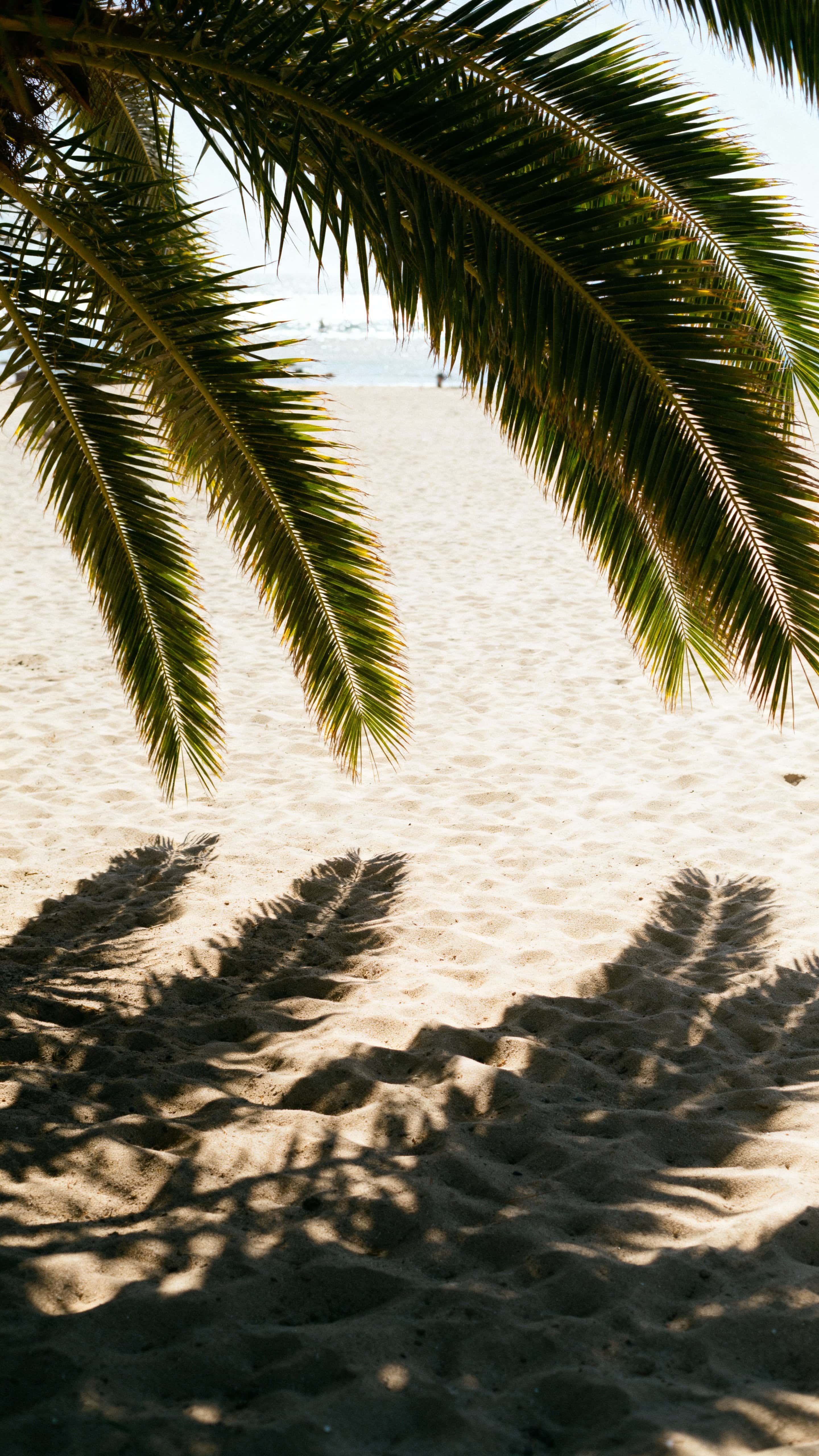 Tall palm leaves filter warm sunlight, casting soft overlapping shadows across textured sand in a minimalist tropical 9:16 composition with a calm California vibe.