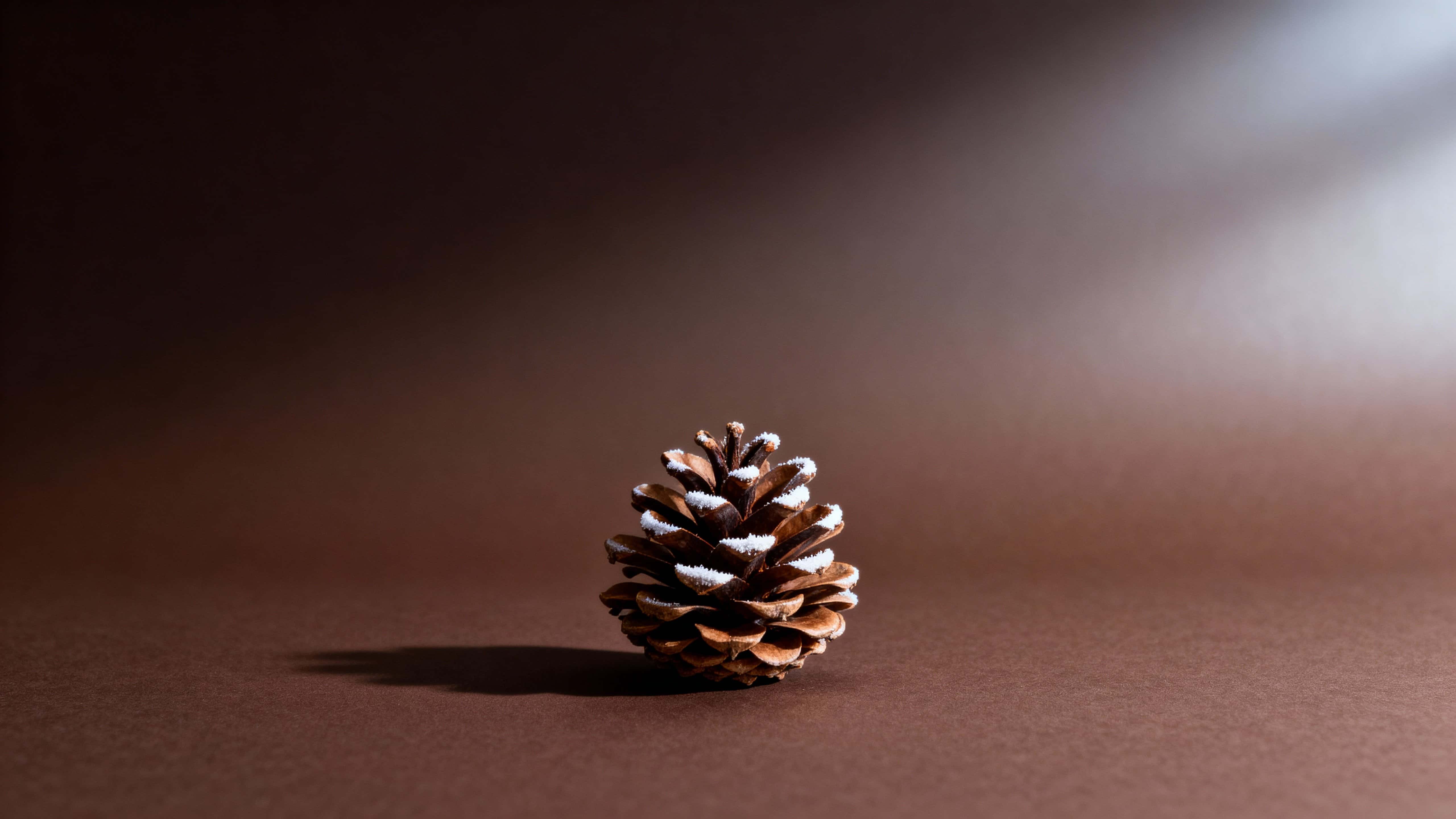 A single natural-brown pinecone with frosted white tips rests low-center on a deep earthy brown 16:9 background with soft cool light from upper-right.