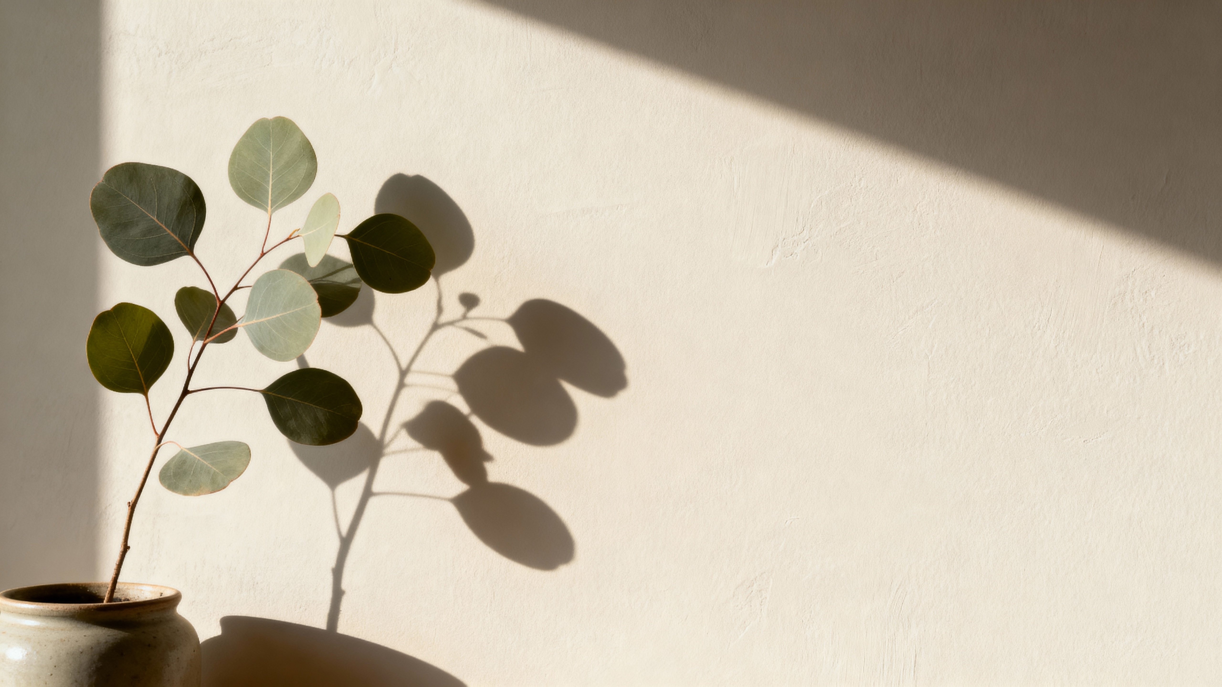A minimalist 16:9 composition showing a crisp plant shadow cast across a smooth neutral wall, balanced for signage-free backgrounds and soft natural mood for editorial or branding use.