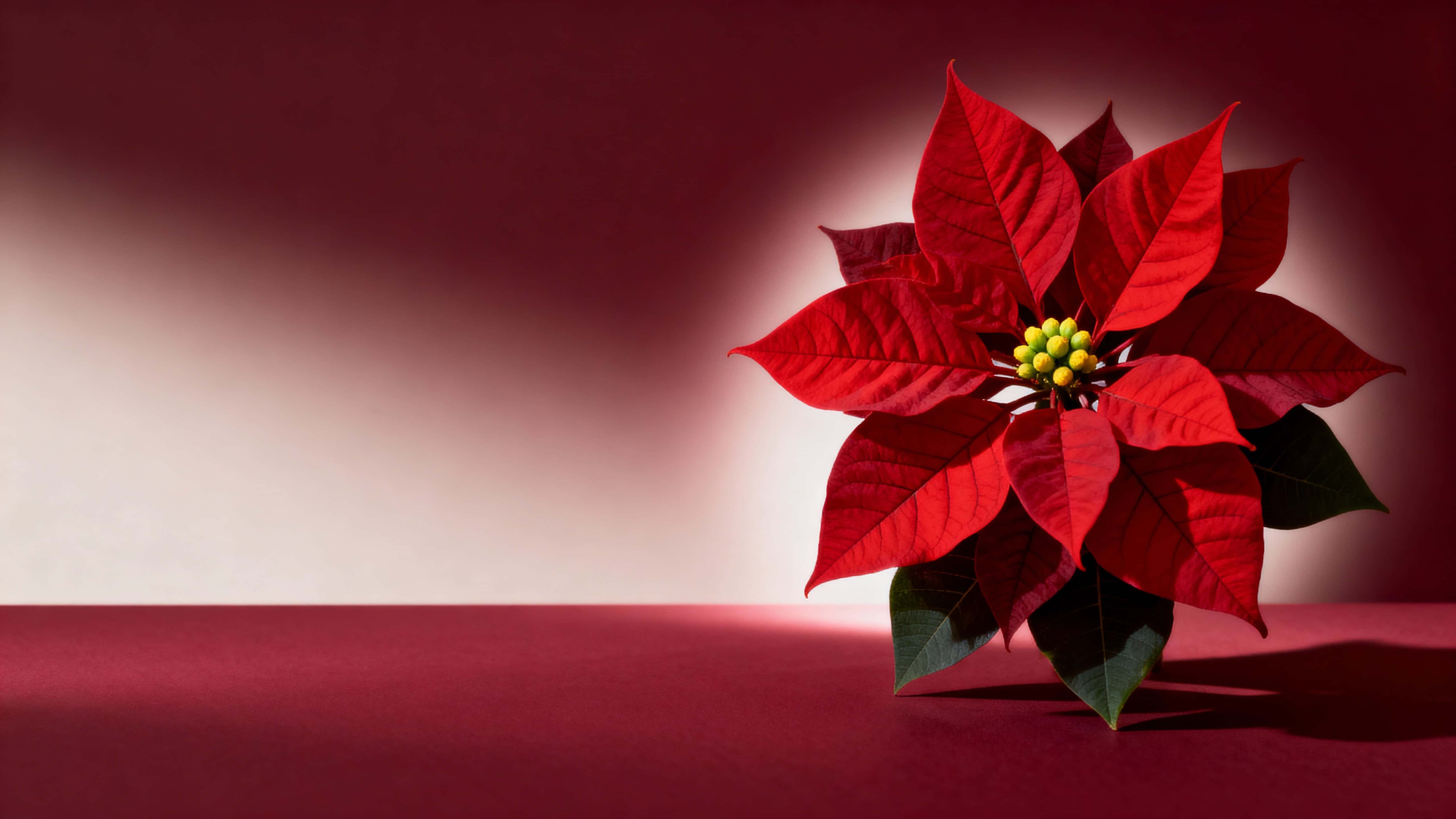A wide 16:9 Christmas background shows a single deep-red poinsettia near the right third, with yellow-green central buds and dark green leaves against a smooth burgundy halo.