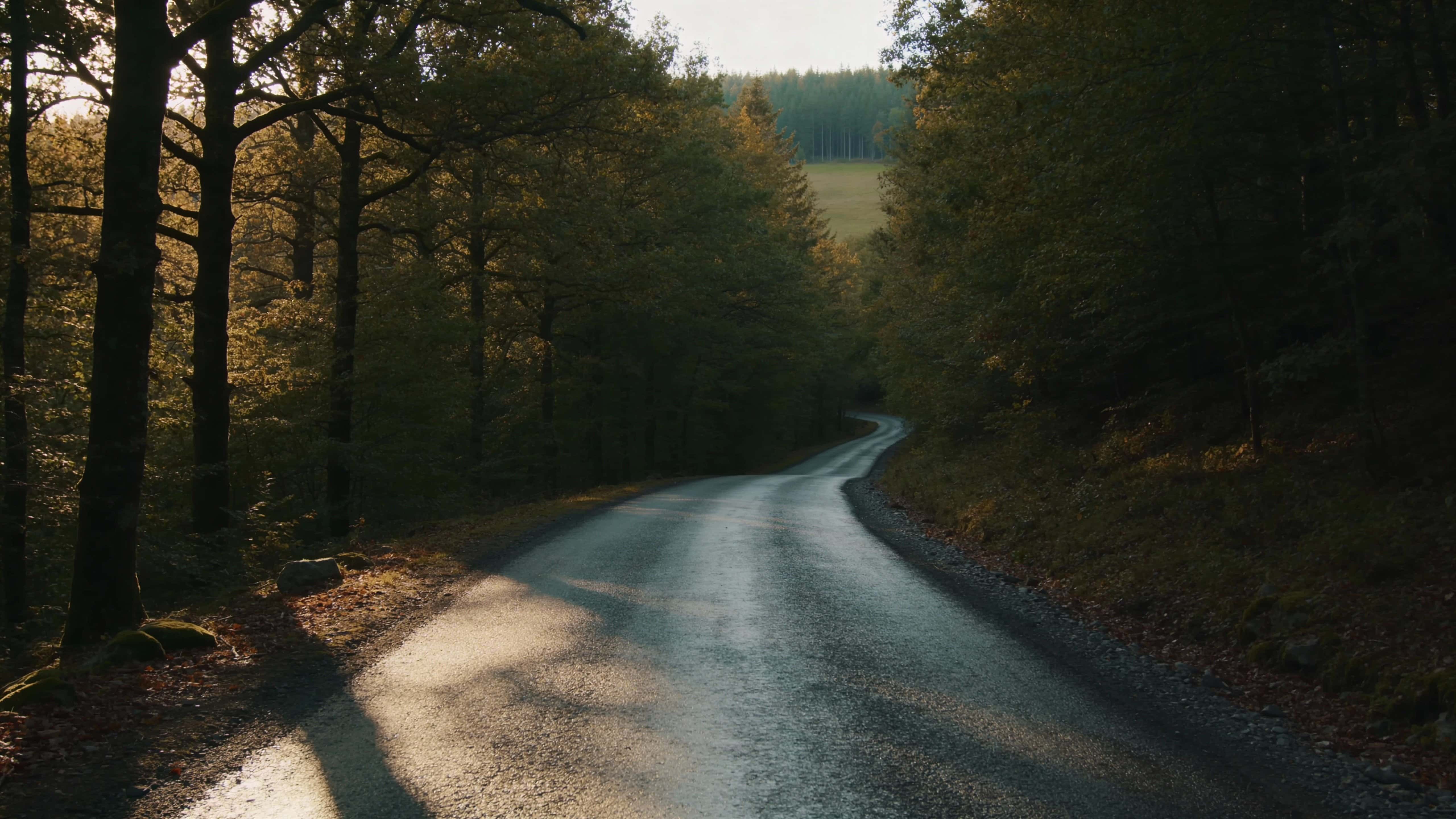 A quiet road recedes into a dense forest photographed as a cinematic 16:9 landscape with moody natural light and space for title or UI elements at edges.