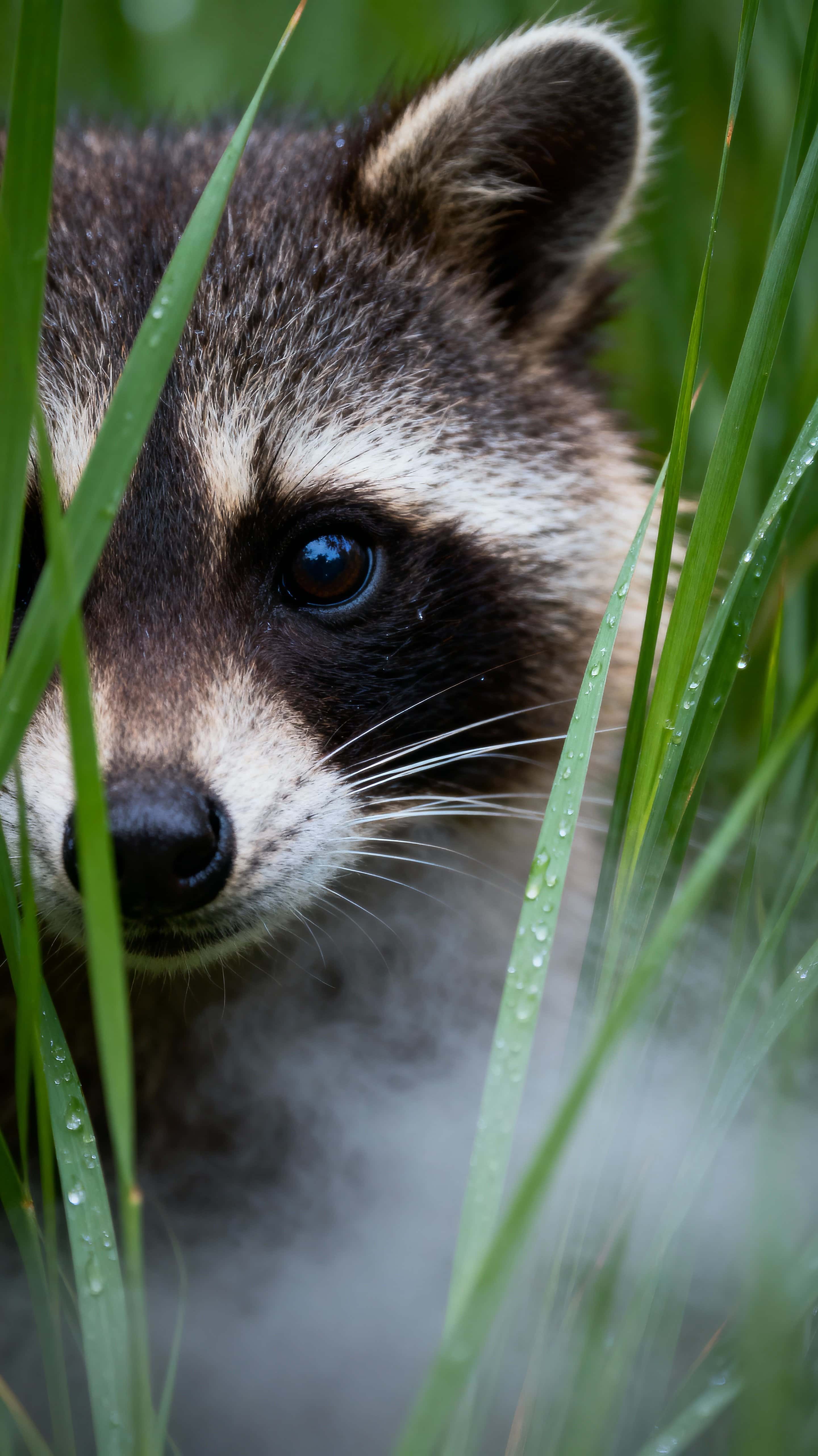 A raccoon peeks through dense green grass under a soft low mist, its mask-like face and textured fur lit by ambient green light for an intimate vertical wallpaper composition.