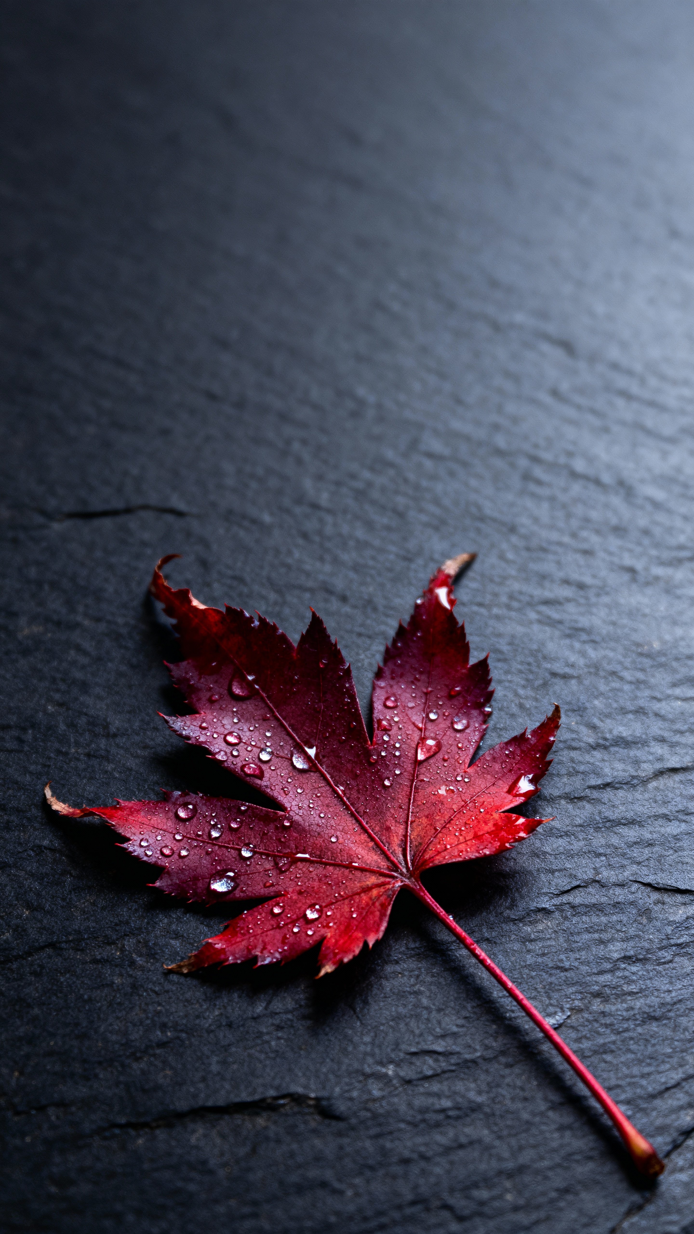 Close-up macro of a single dew-kissed red maple leaf on dark slate, veins sharp and edges curled with tiny silver droplets sparkling across crimson and garnet tones; leaf sits centered in the lower third with a diagonal stem to the corner,留