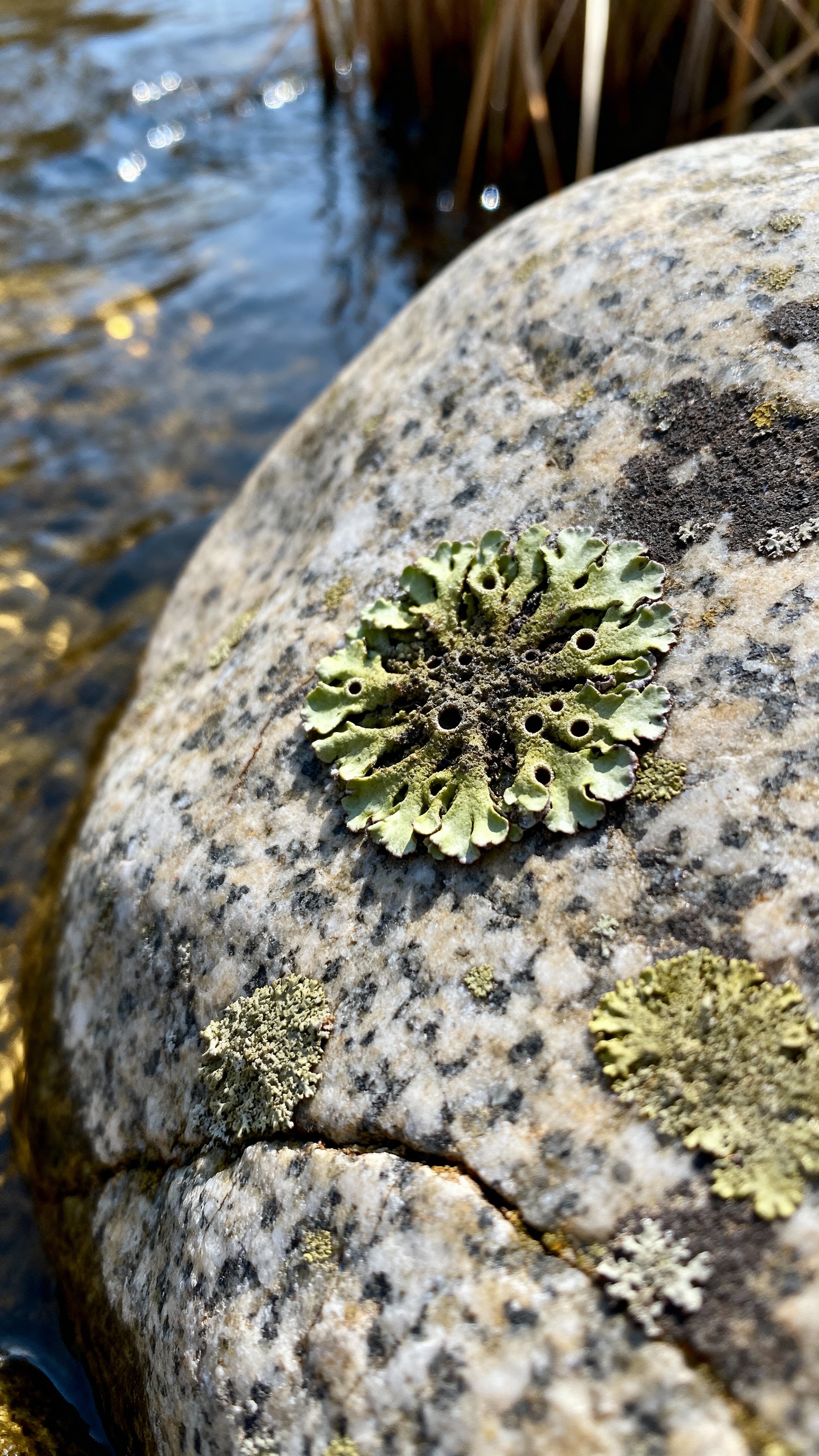 Macro portrait of a river-stone lichen rosette with pore-level clarity, matte crustose patches and hairline fissures, neutral-warm tones balancing greens and grays (#6B8E23,#8AA15B,#8A8F8F,#4F5152,#C2B280,#E9E6D8).
