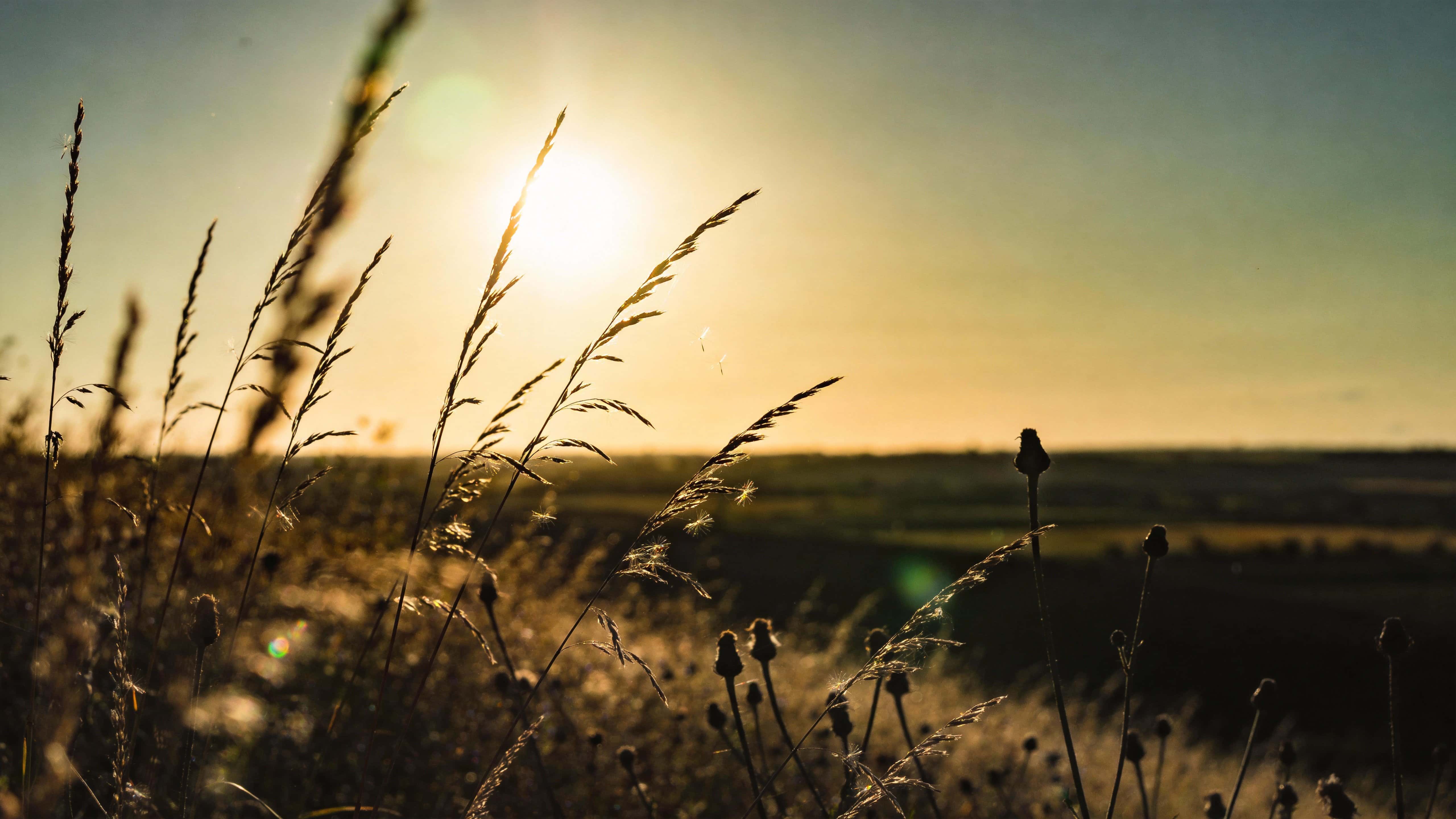 Cinematic 16:9 landscape photograph of tall grass backlit by golden-hour sunlight with warm haze, shallow depth and soft bokeh, composed as a widescreen wallpaper image.
