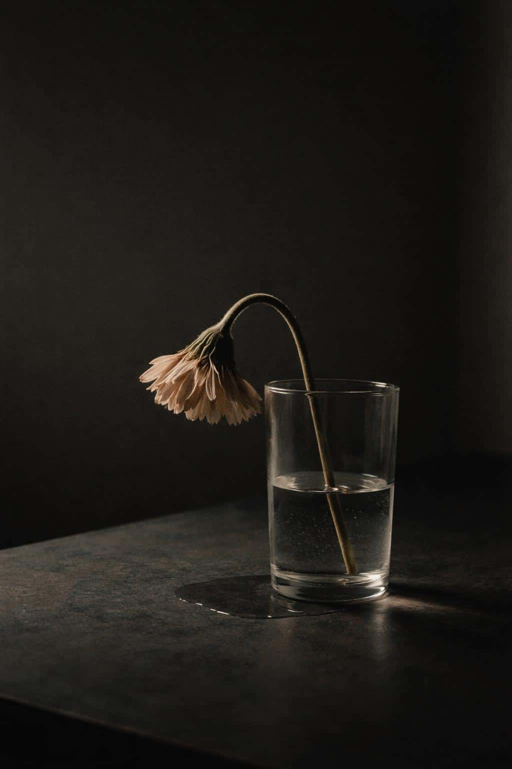 Vertical 2:3 still-life of a single wilted flower in a clear glass on a dark tabletop, lower-frame composition with soft side window light, warm restrained highlights and deep charcoal shadows.